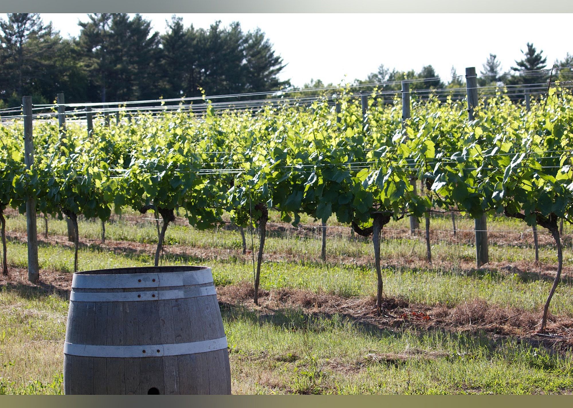 #10. Running Brook Vineyard & Winery