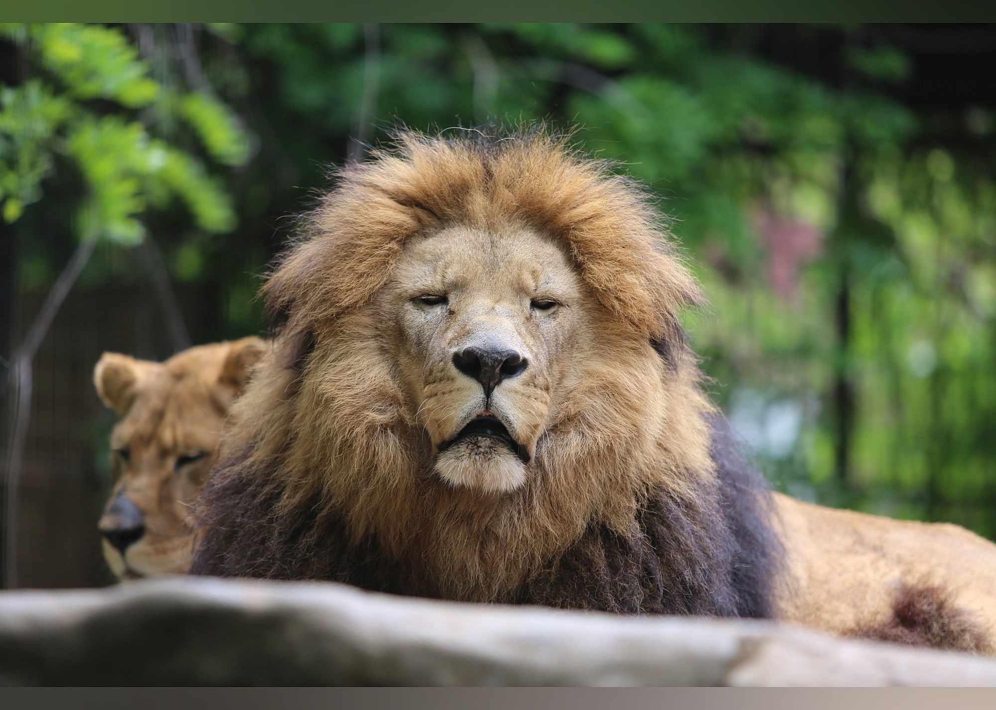 #1. Safari Zoological Park