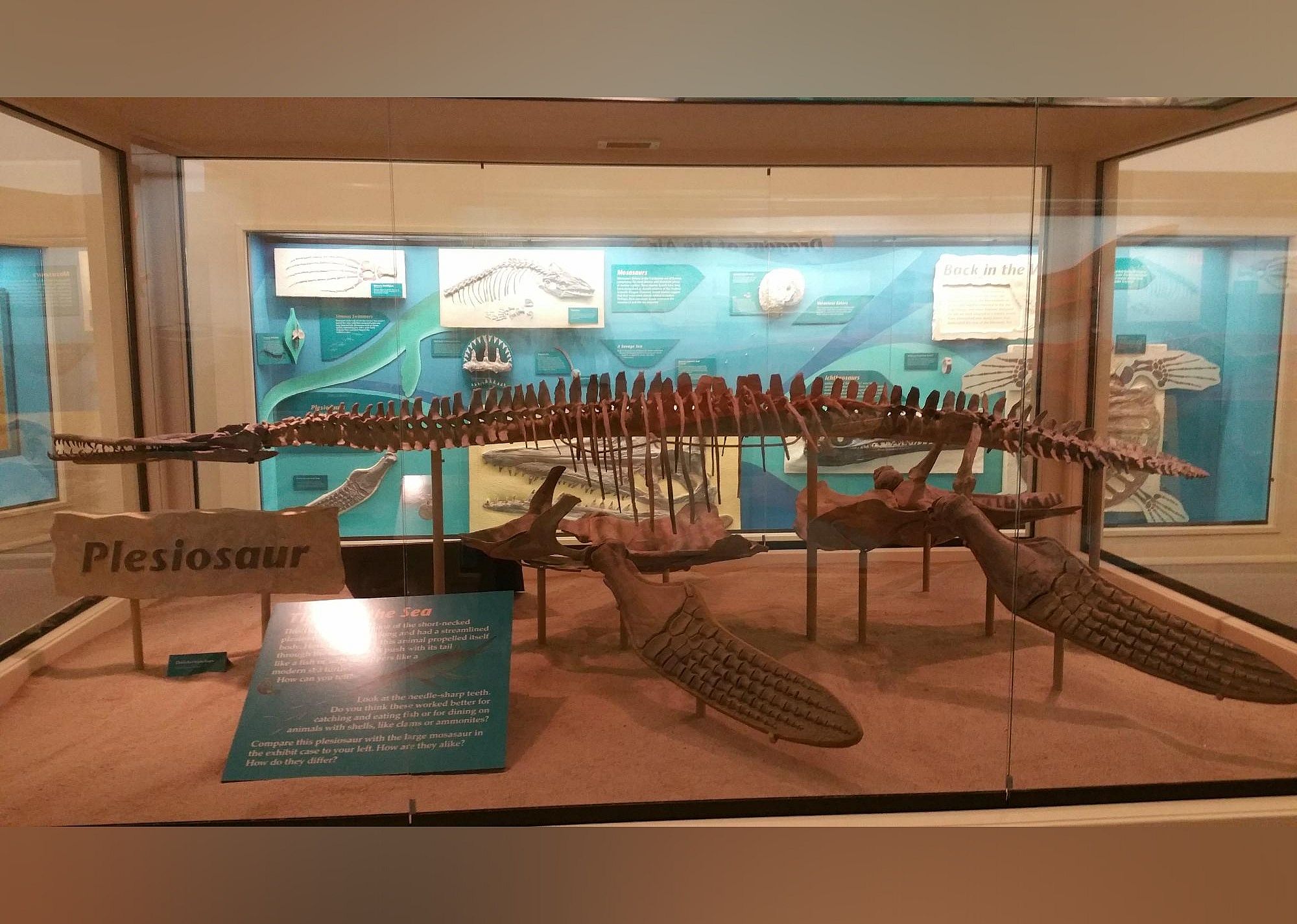 #15. Sternberg Museum of Natural History