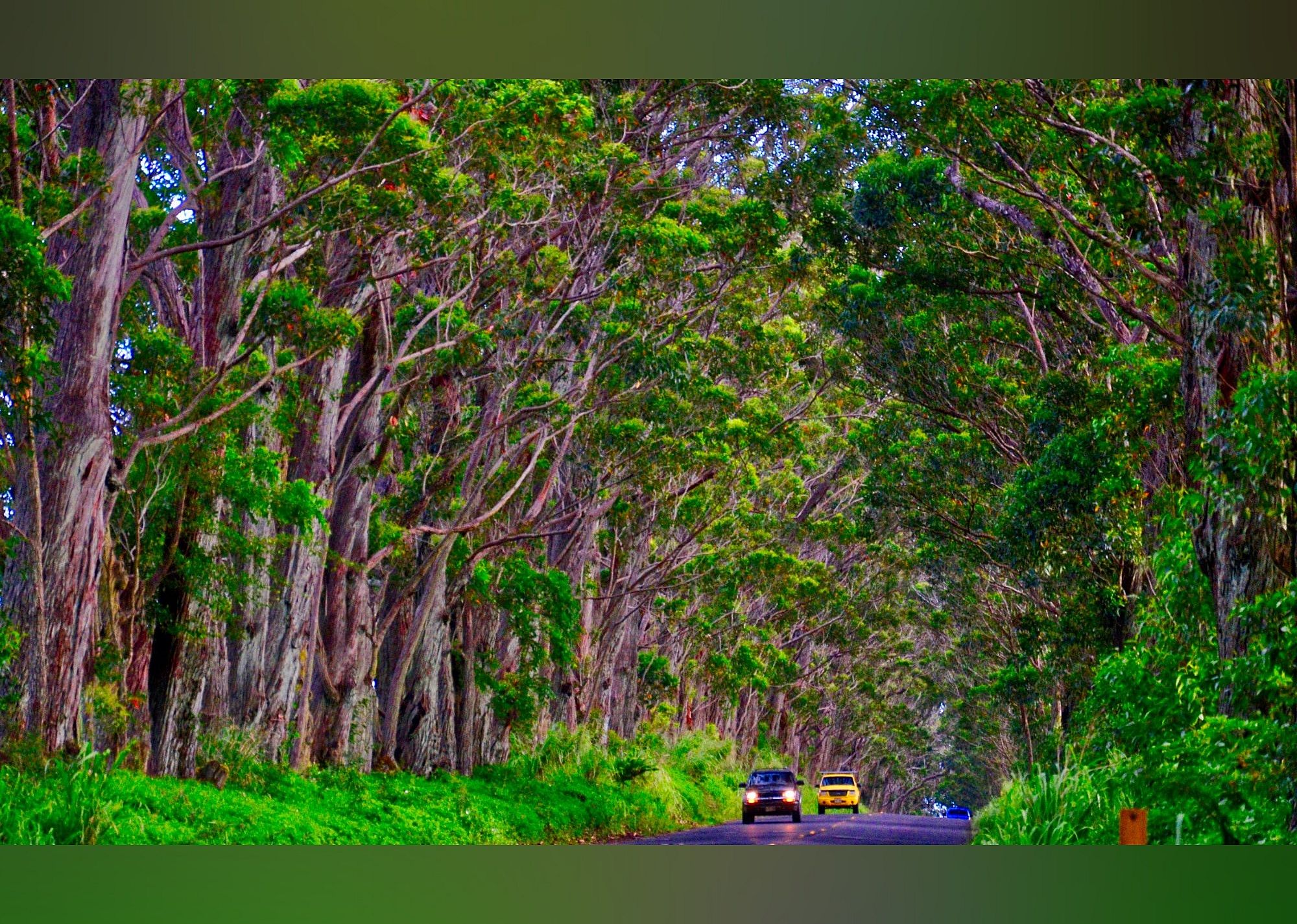 #14. Tree Tunnel