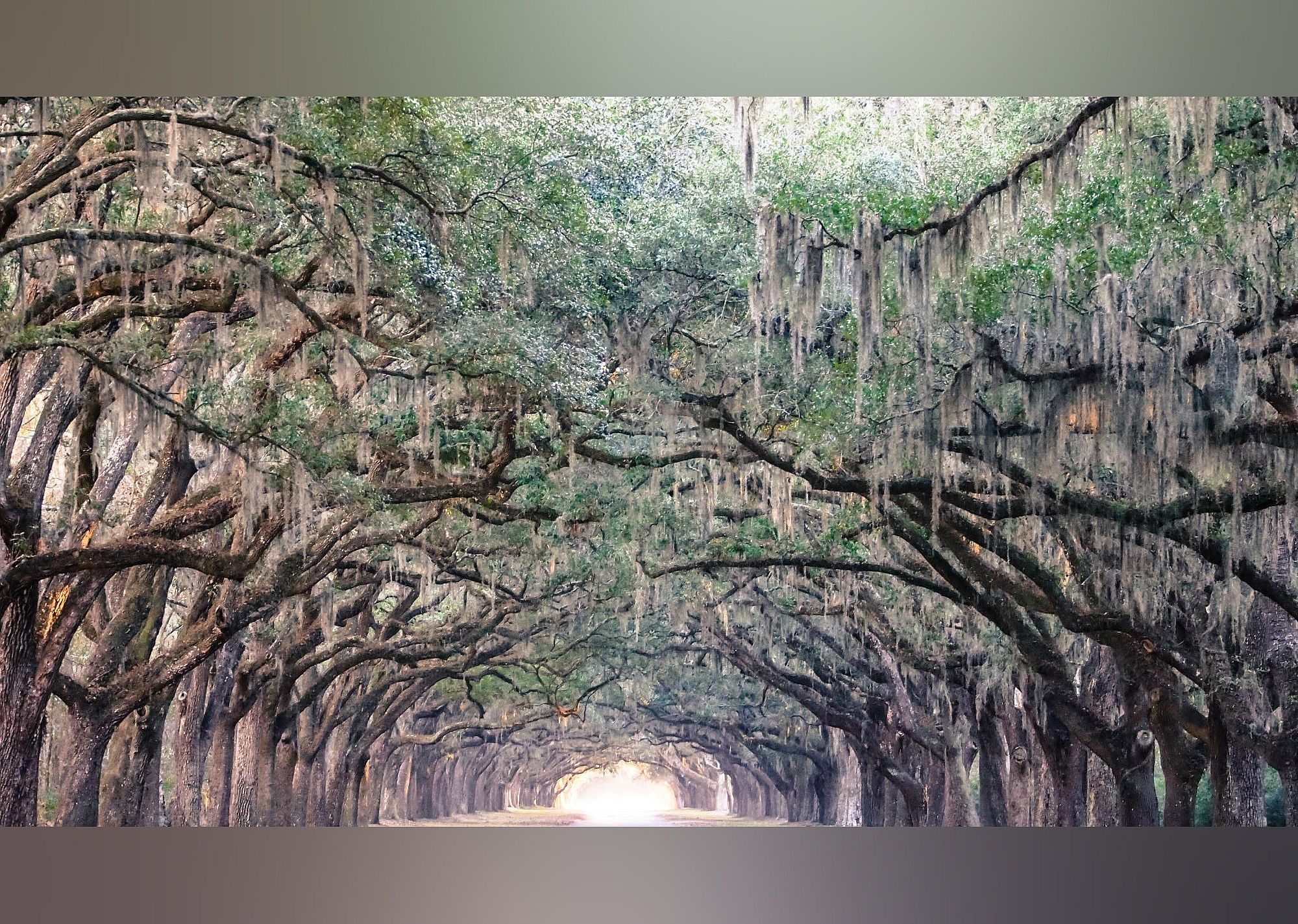 #15. Wormsloe Historic Site