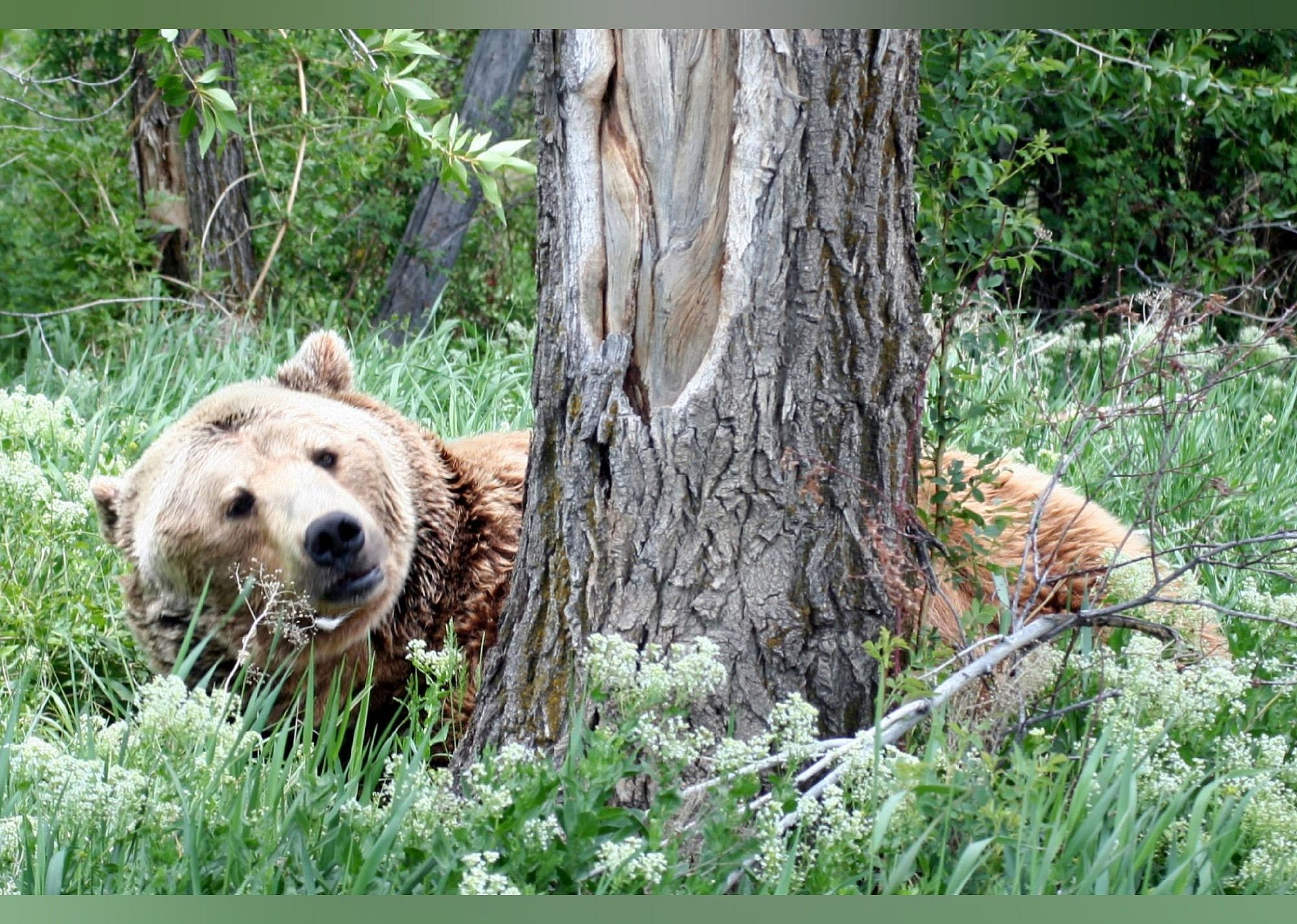 #17. Yellowstone Bear World