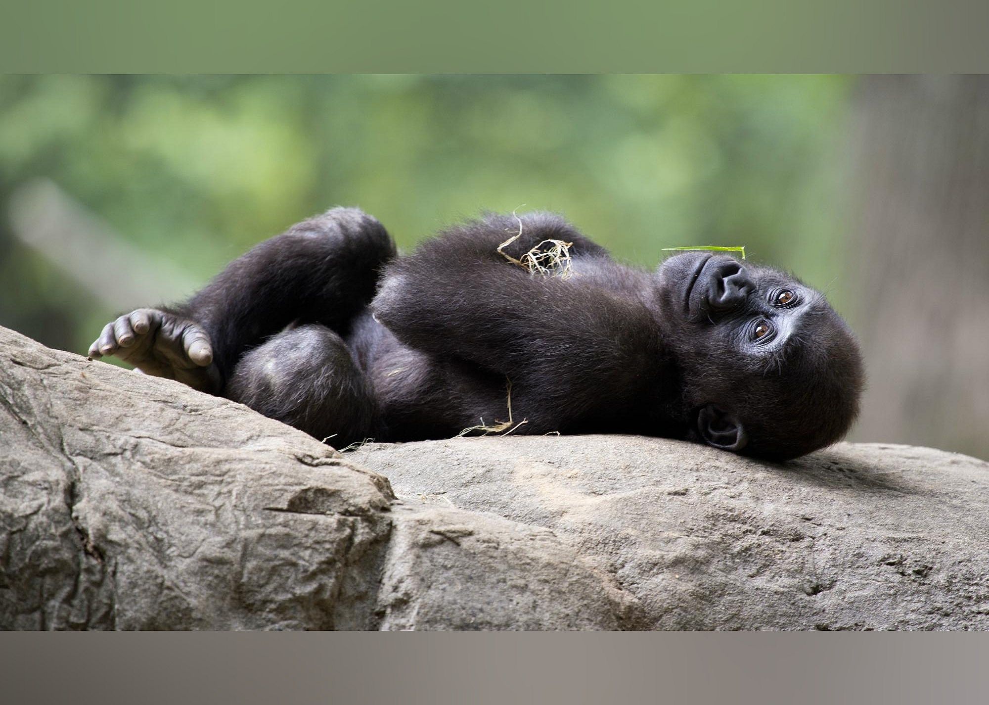 #19. Zoo Atlanta