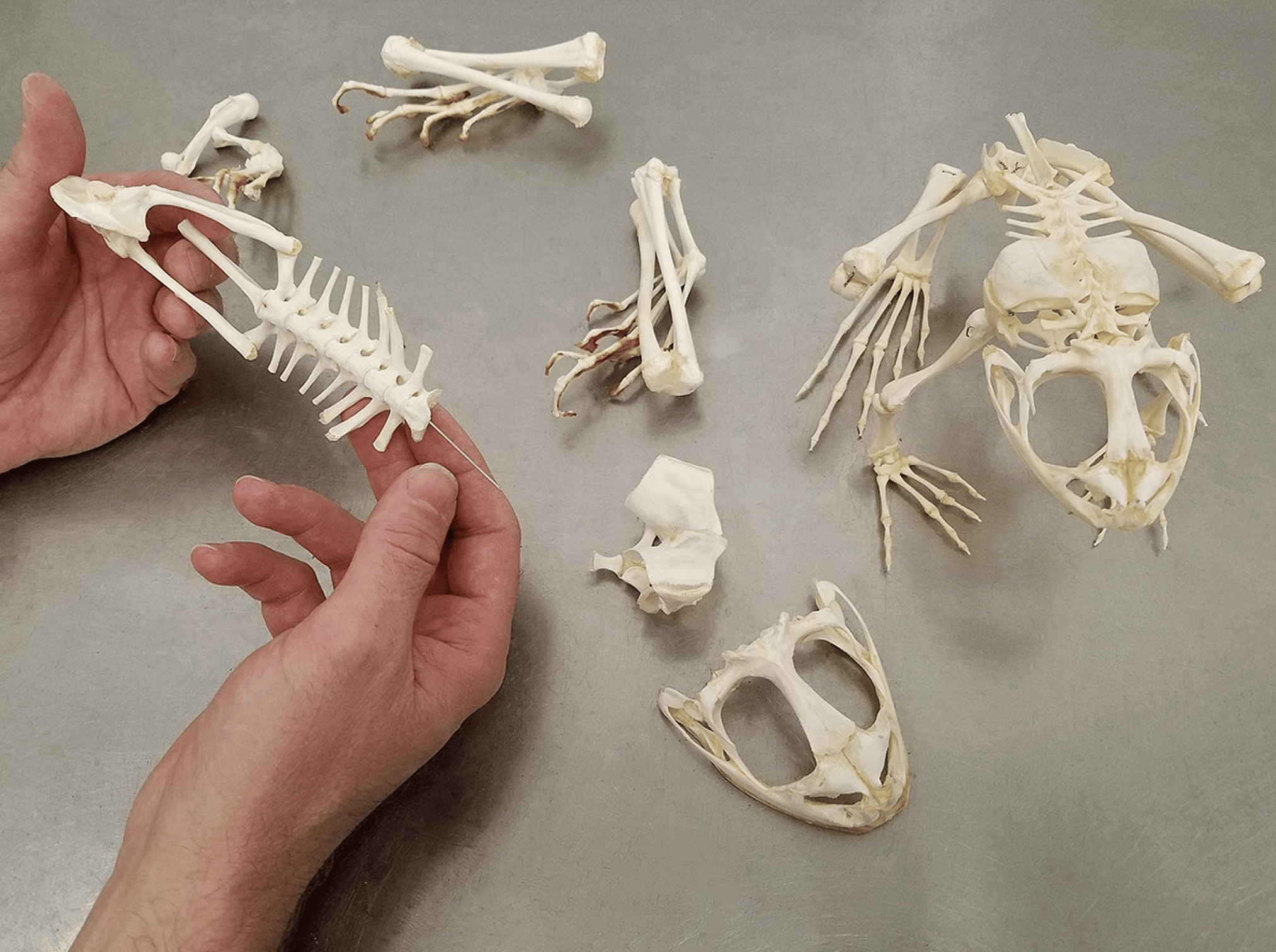 Skulls Unlimited Bonebox