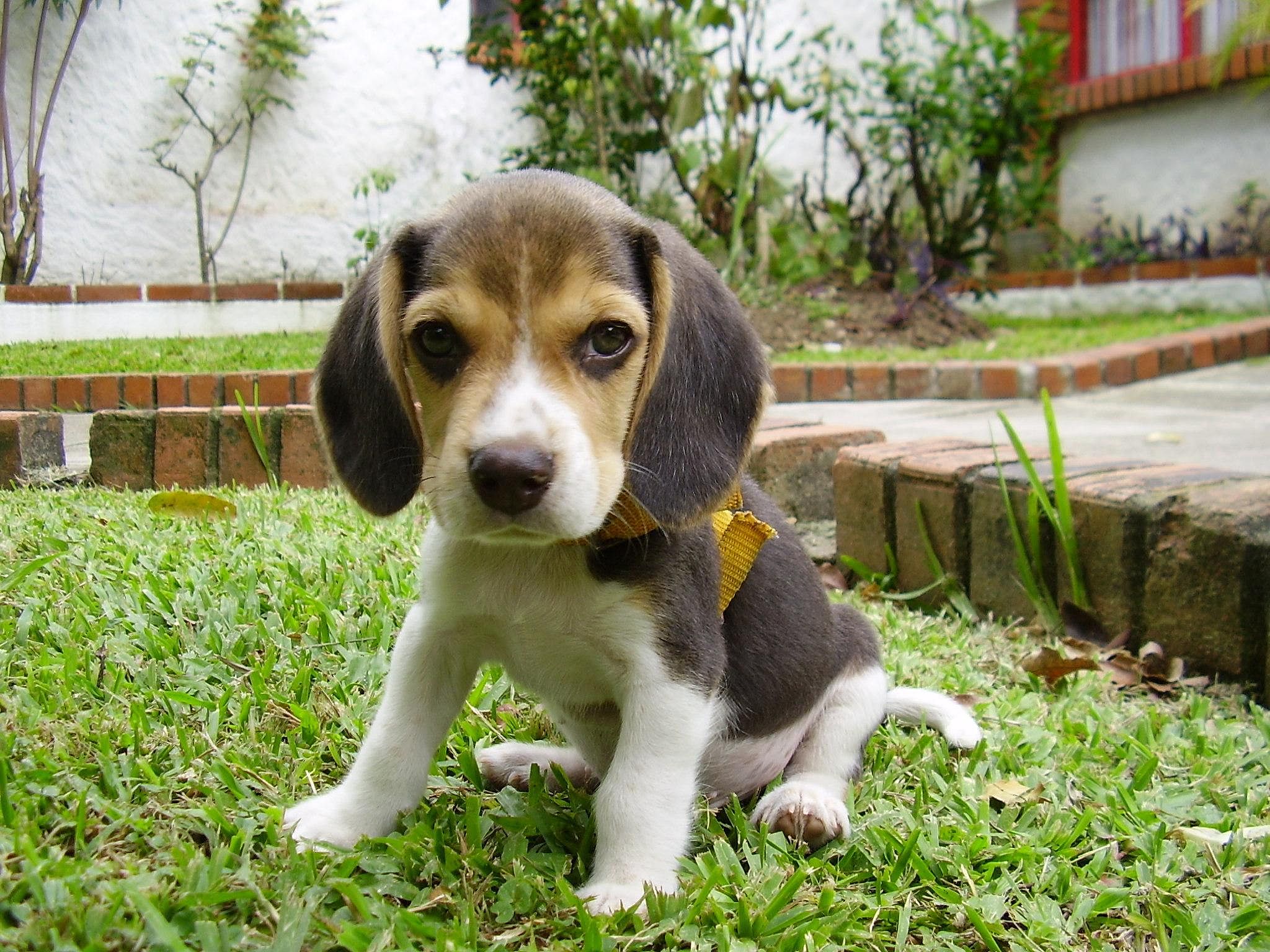 #8. Beagle