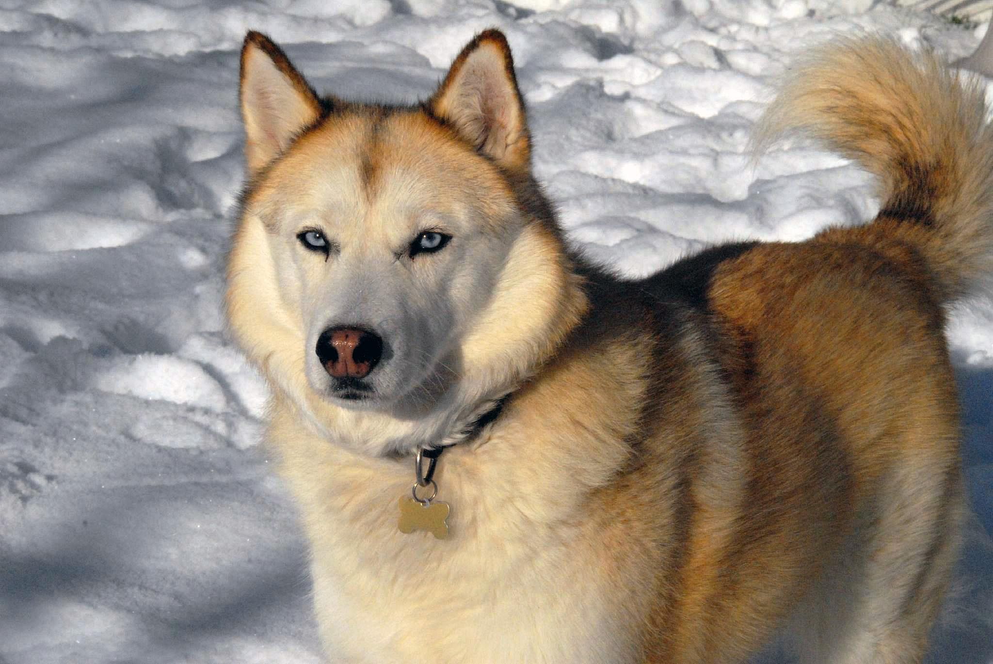 Siberian husky
