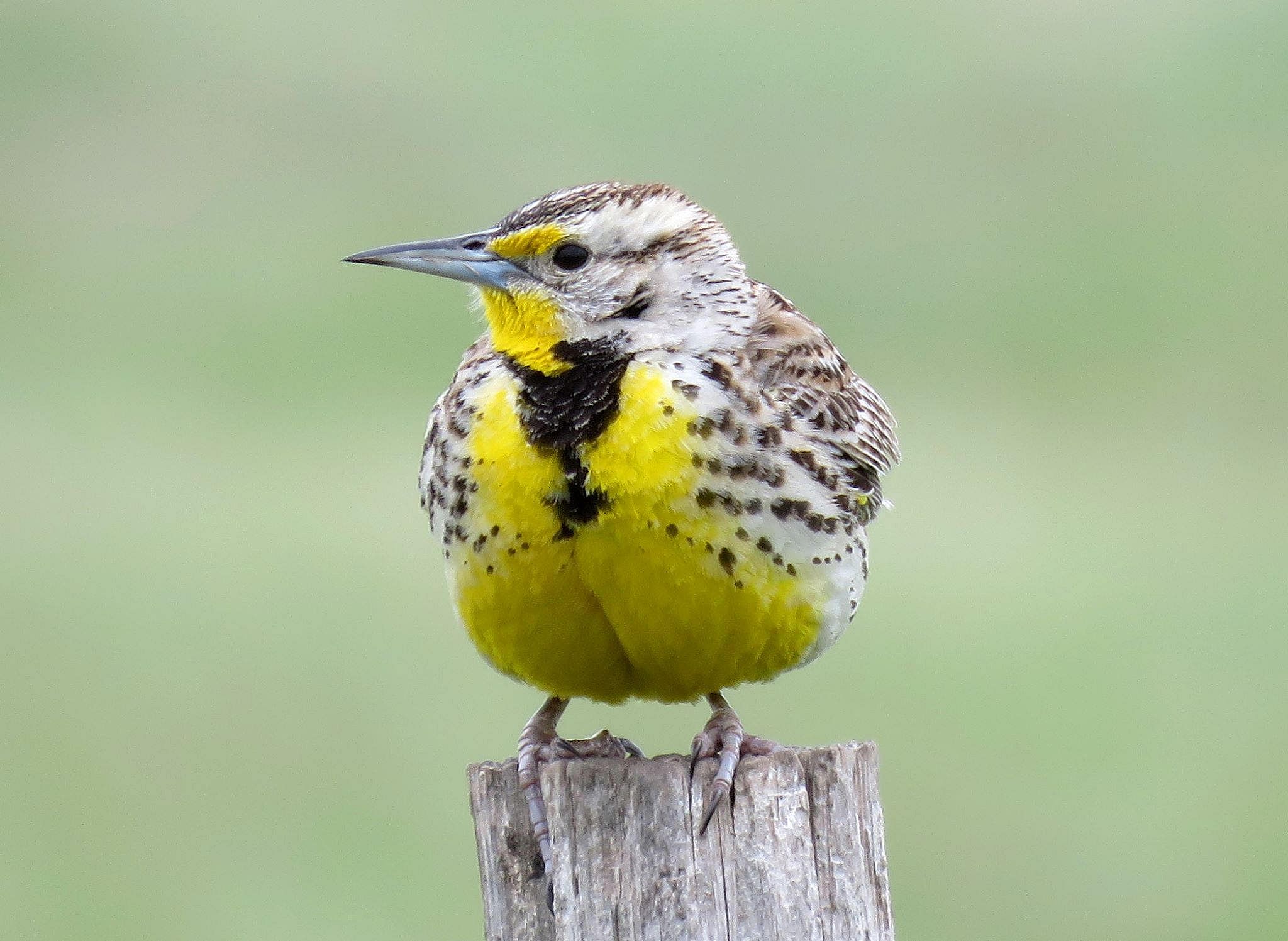 Kansas