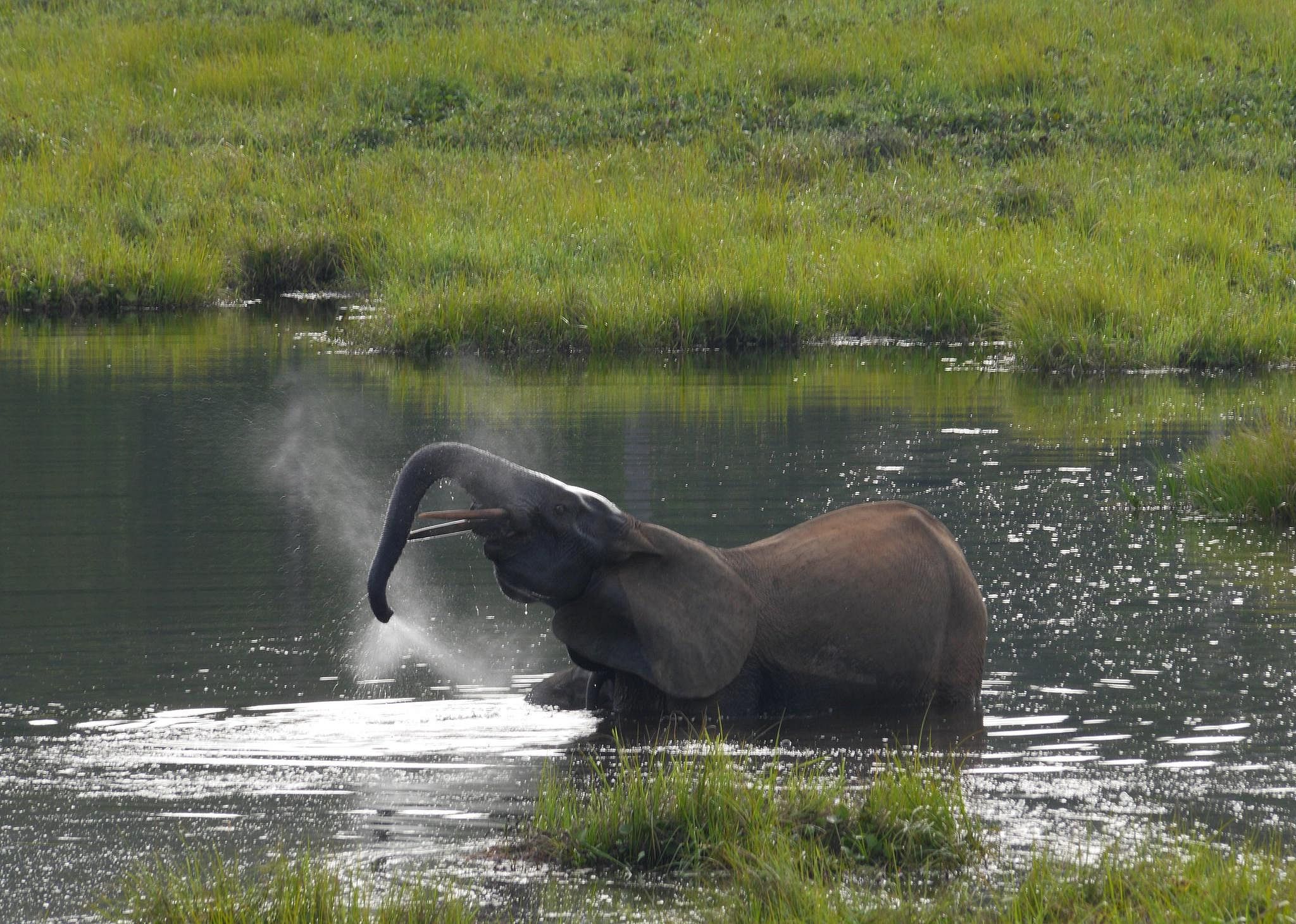 #30. Republic of the Congo