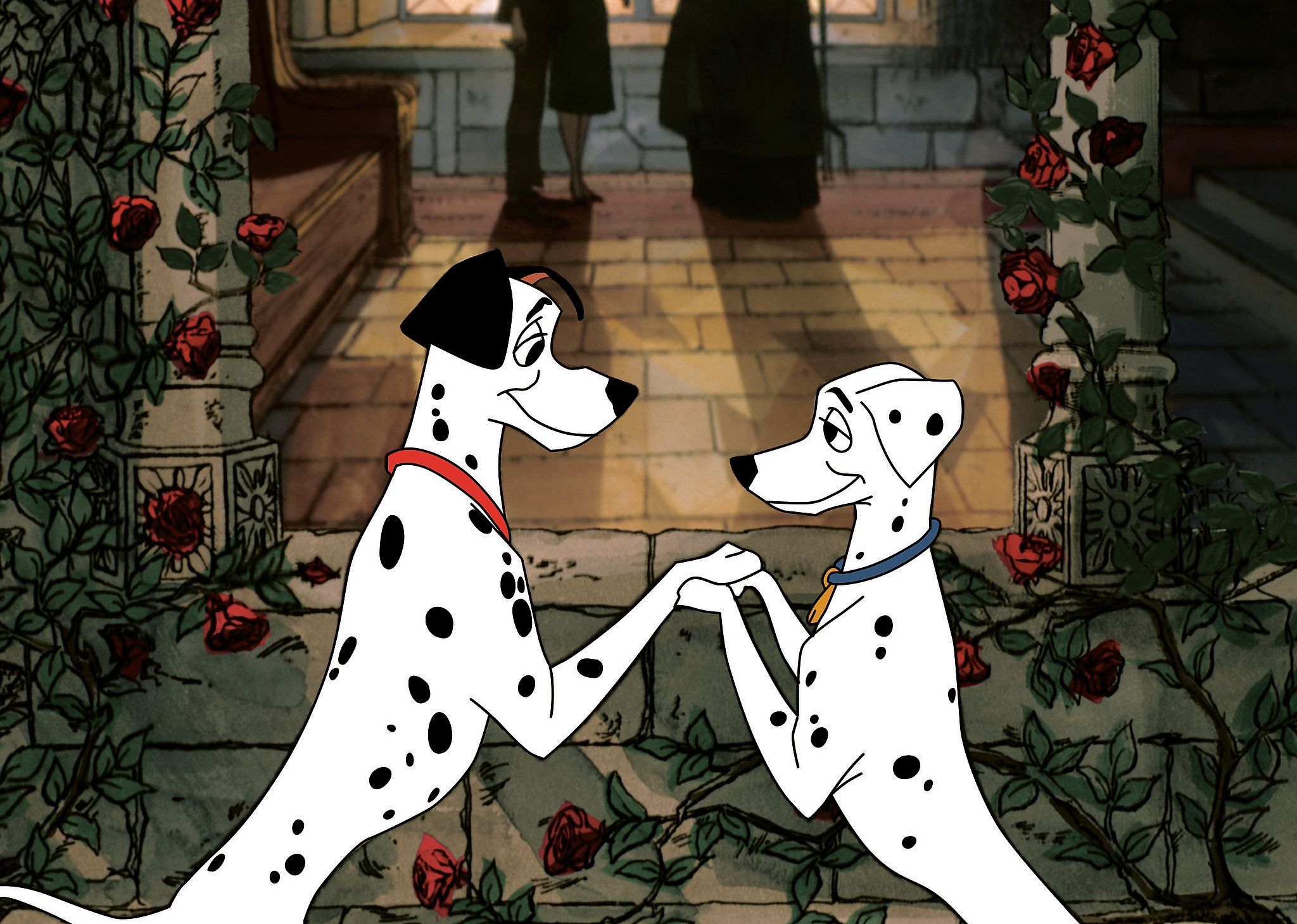 Two adult dalmation dogs holding hands and looking into each other's eyes.