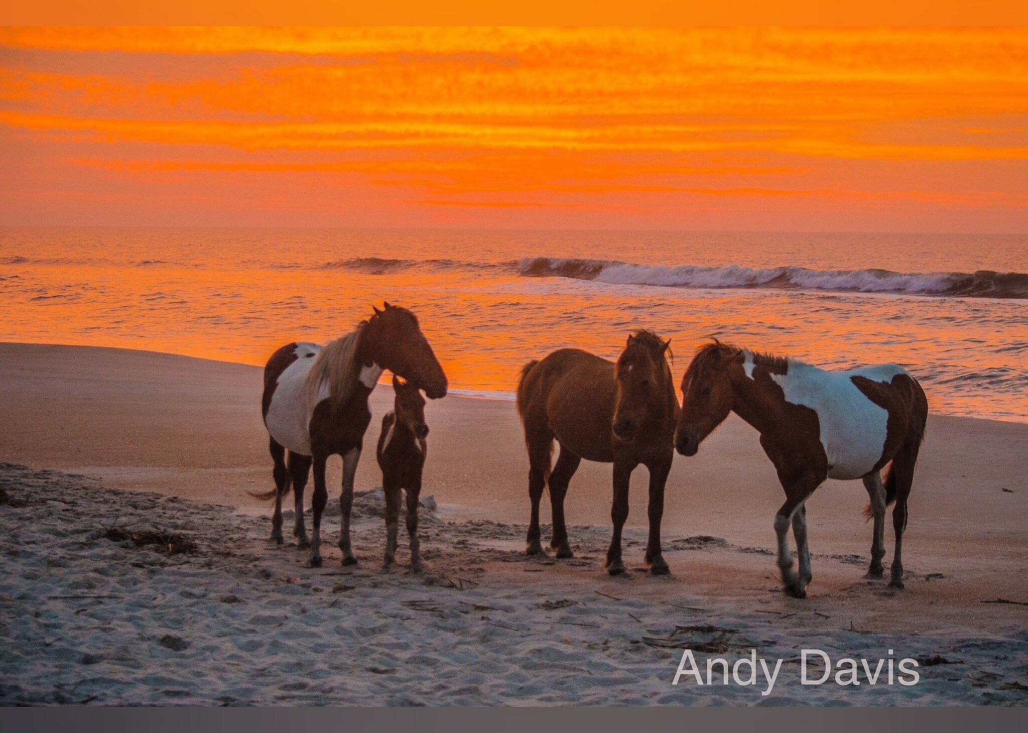 #6. Assateague Island National Seashore