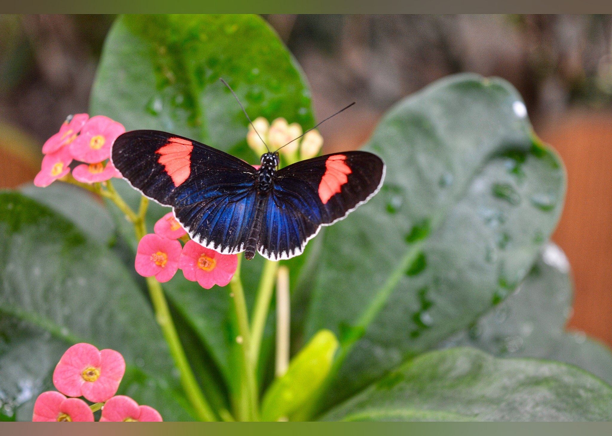 #14. Key West Butterfly and Nature Conservatory