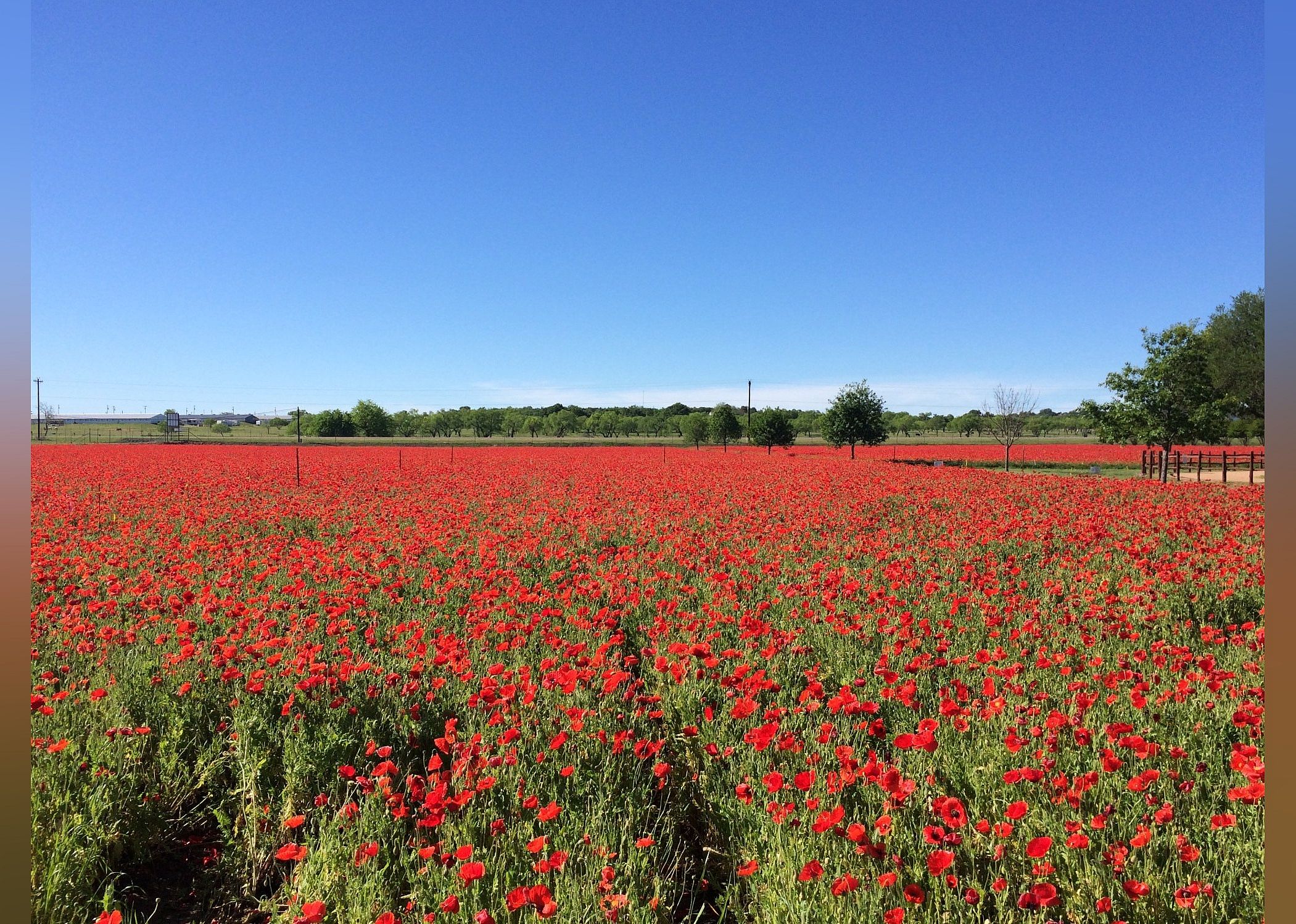 #30. Wildseed Farms