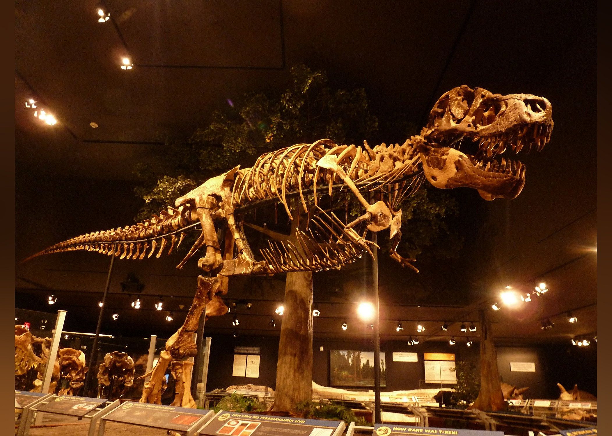 #1. Museum of the Rockies
