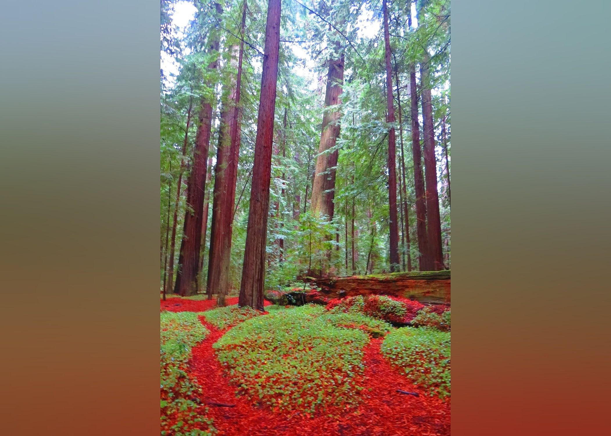 #22. Avenue of the Giants
