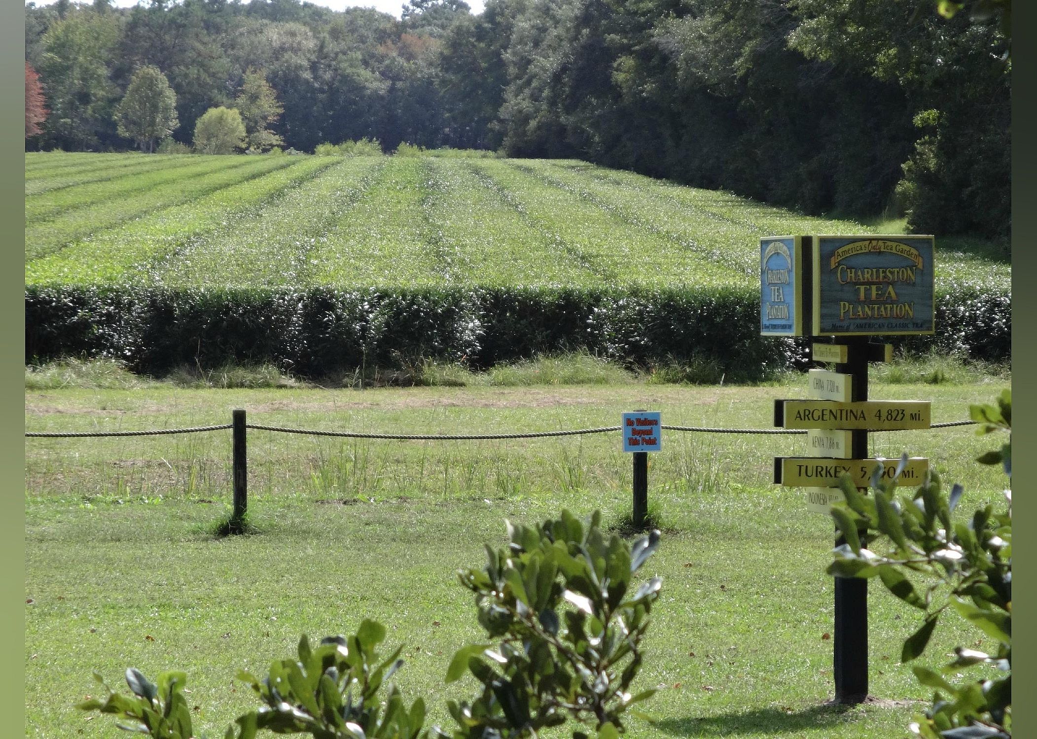 #30. Charleston Tea Garden