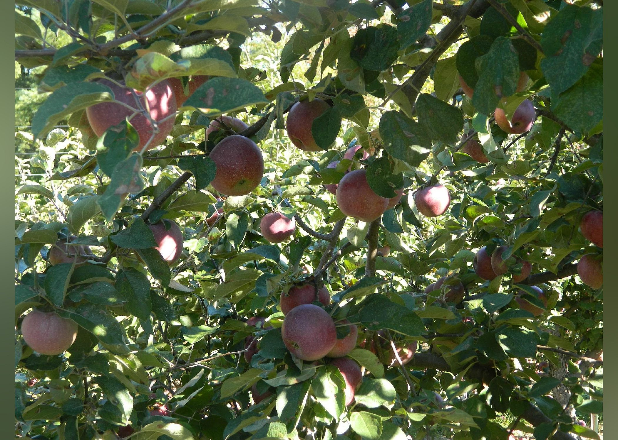 #14. Hyland Orchard & Brewery