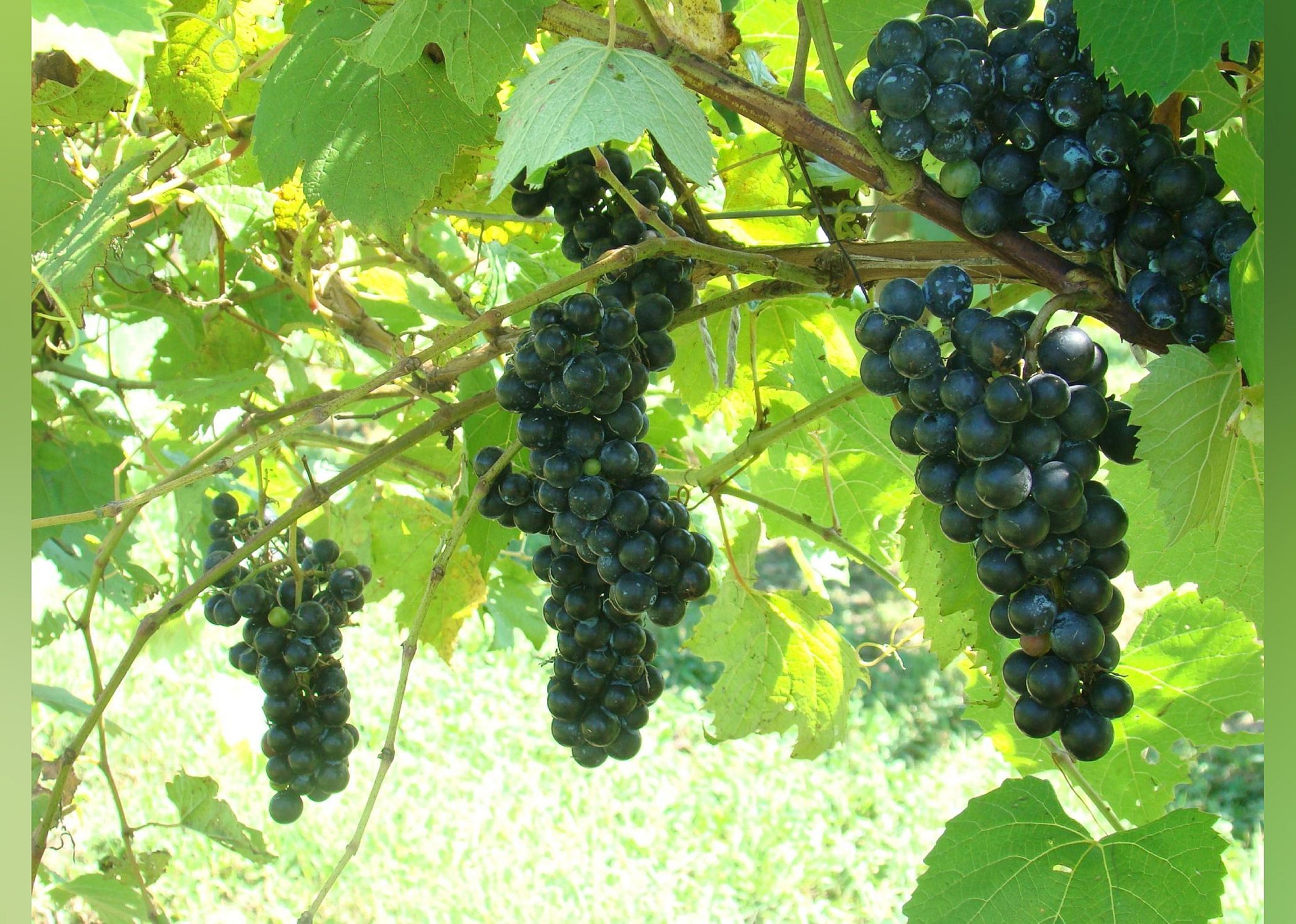 #26. Lincoln Heritage Winery