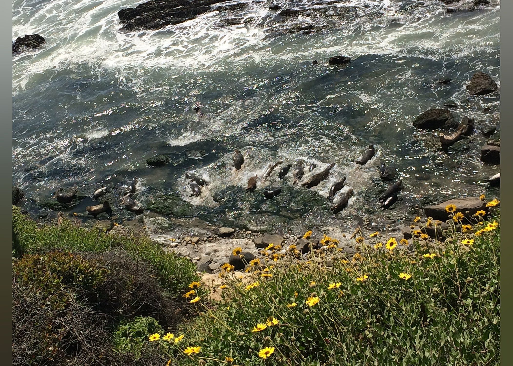 #22. Carpinteria Bluffs Nature Preserve