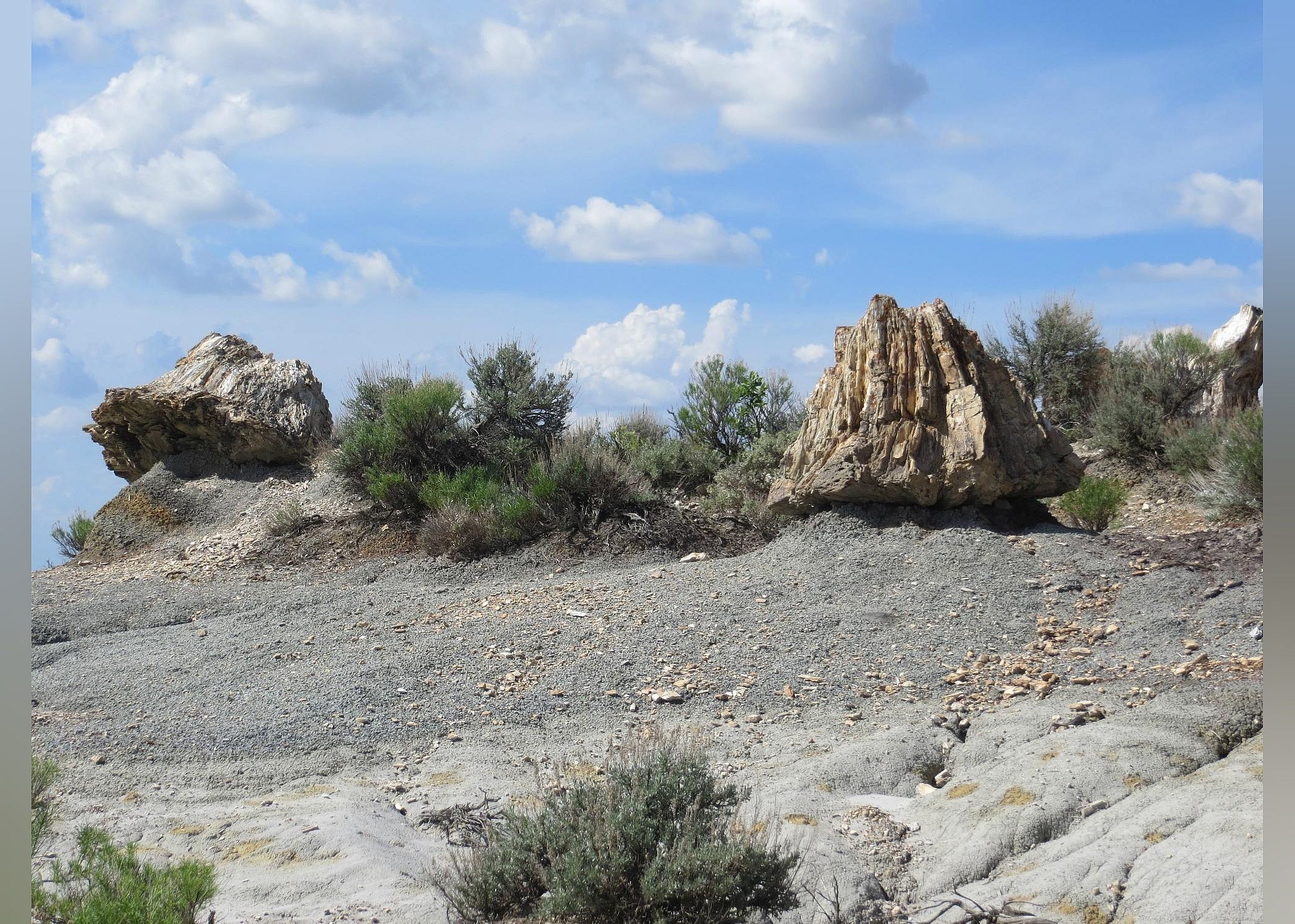 #2. Petrified Forest Loop