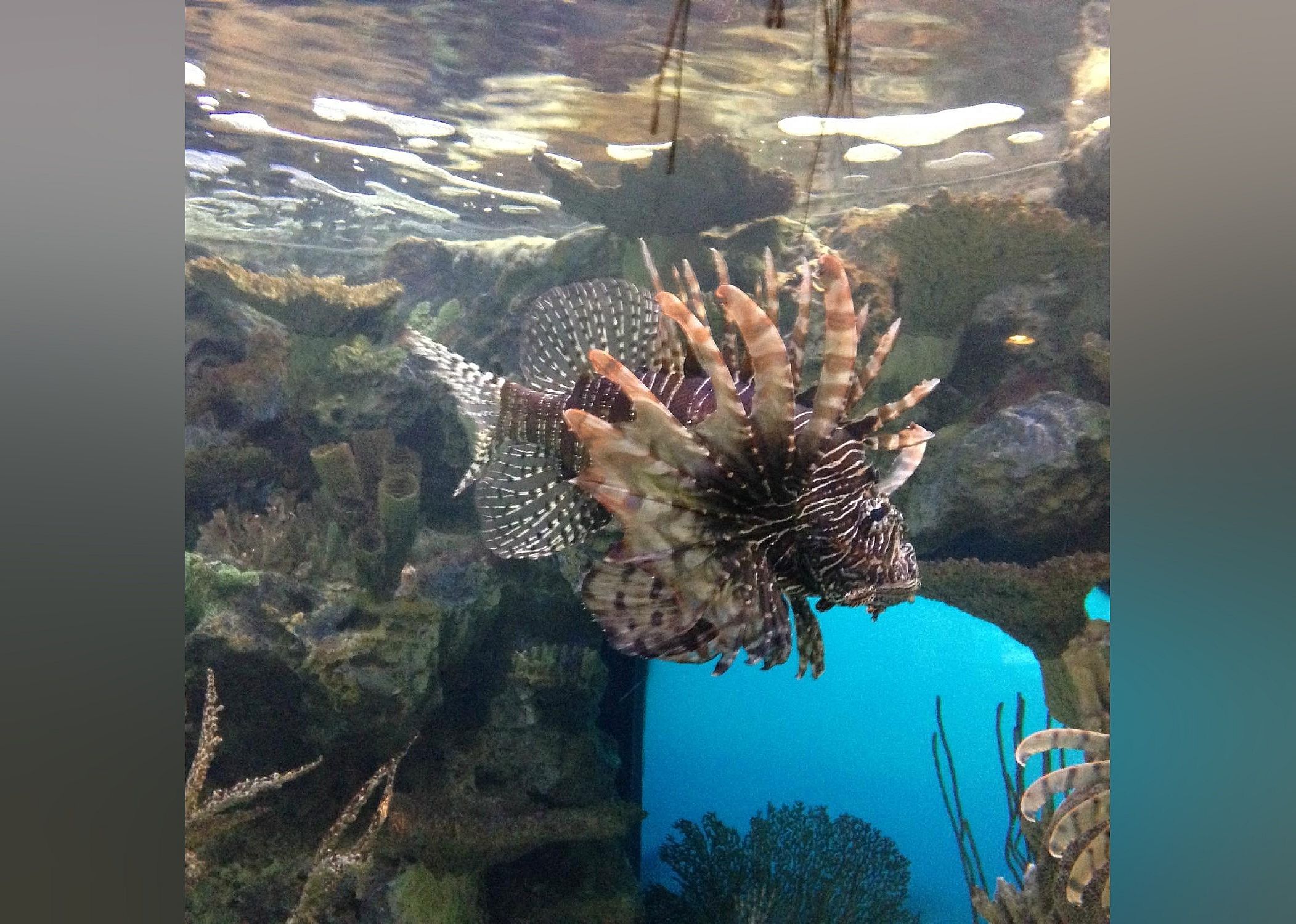 #19. Shark Reef Aquarium