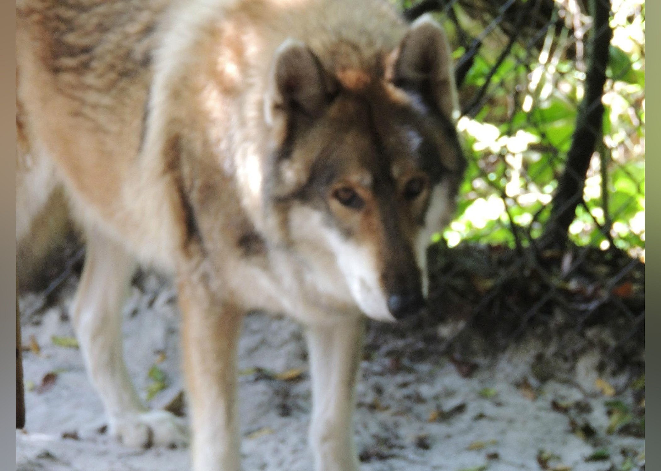 #28. Shy Wolf Sanctuary Education & Experience Center