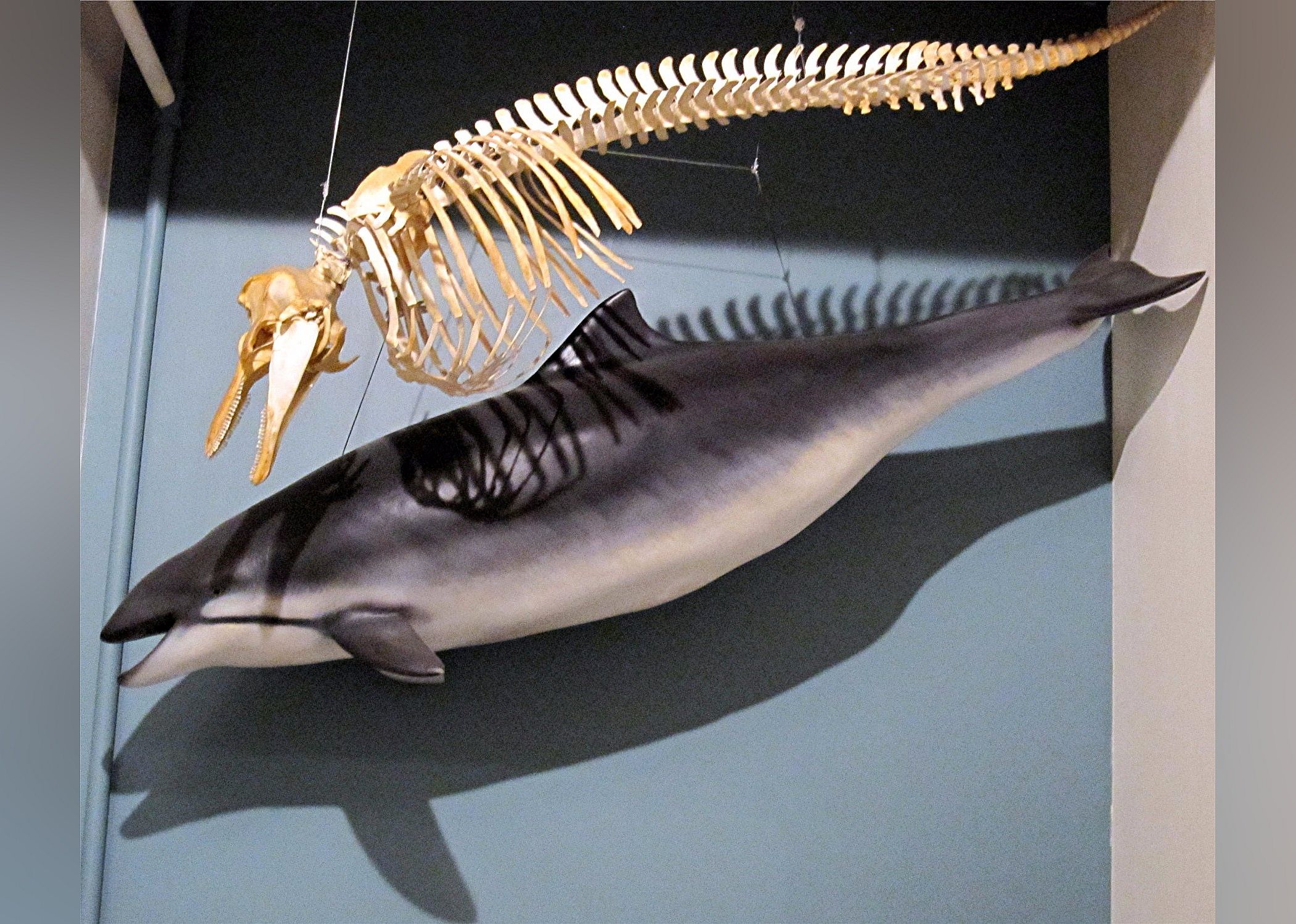 #21. Pratt Museum