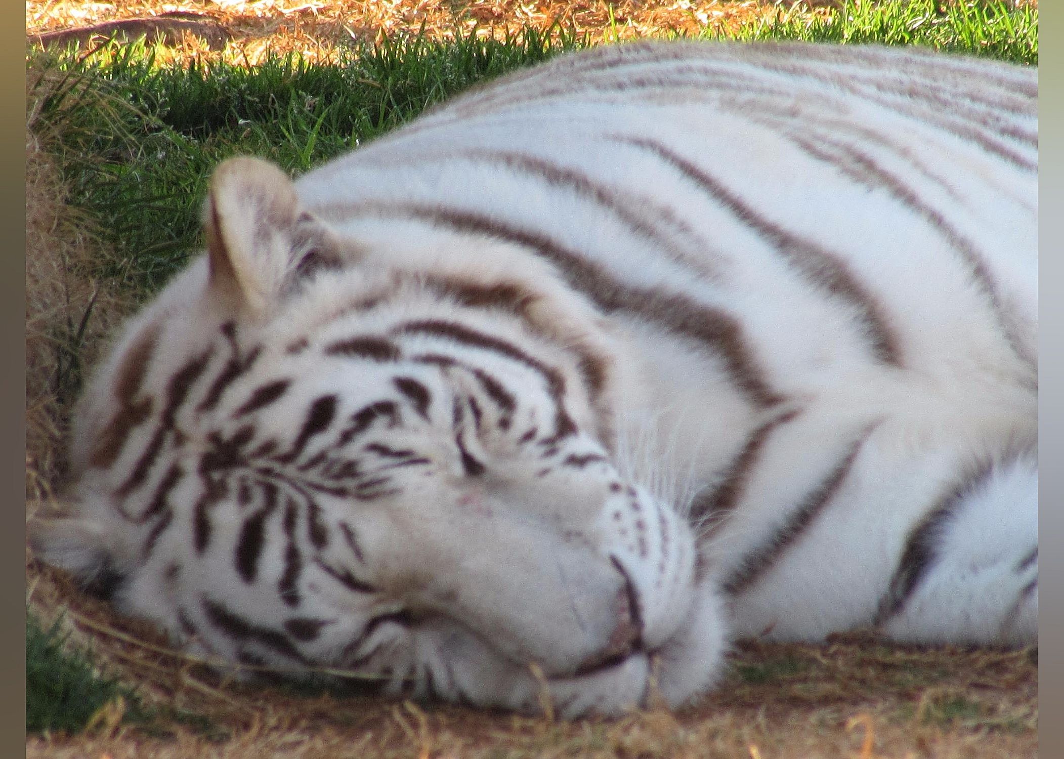 #24. Tiger Safari Zoological Park