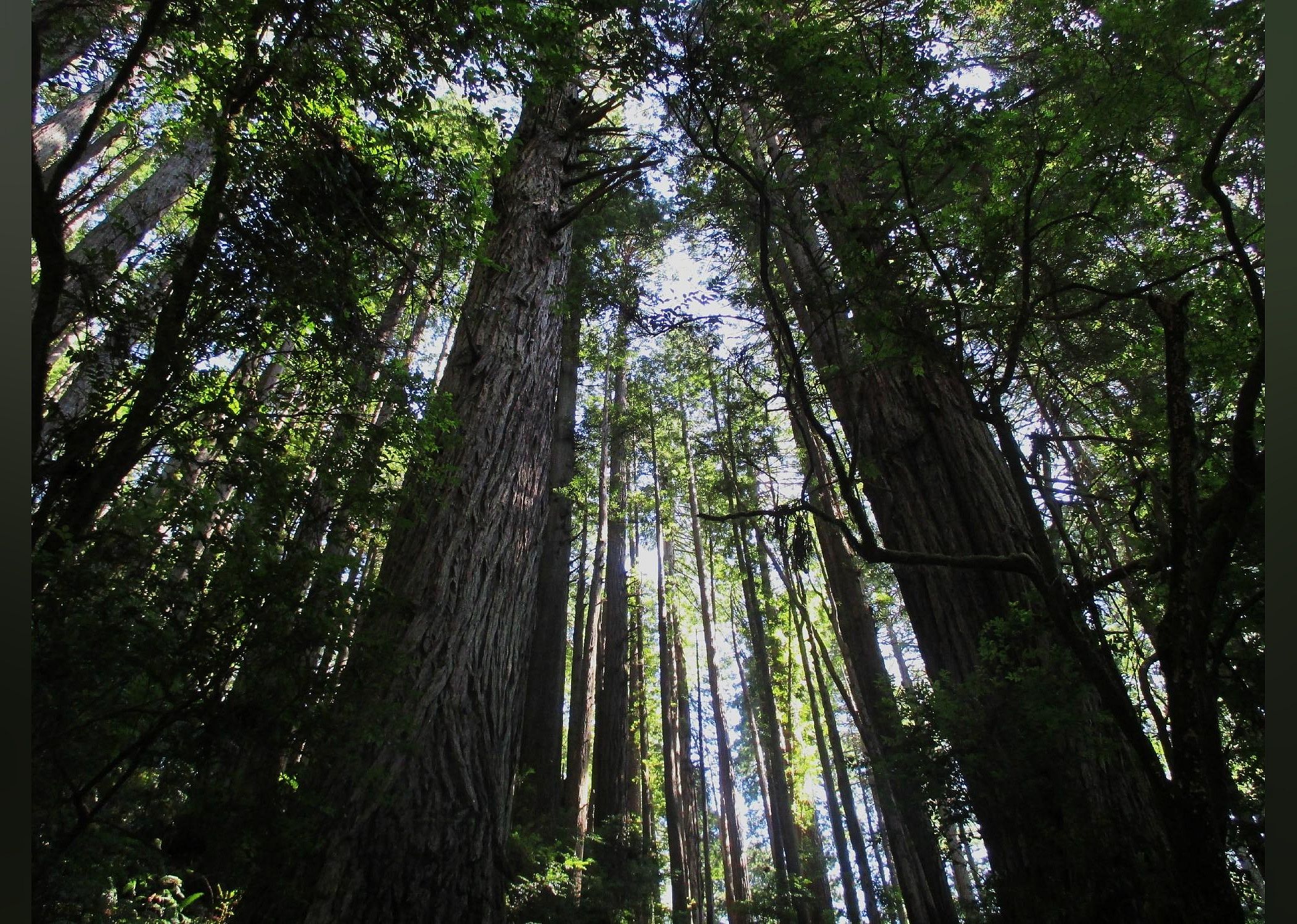 #12. Trees of Mystery