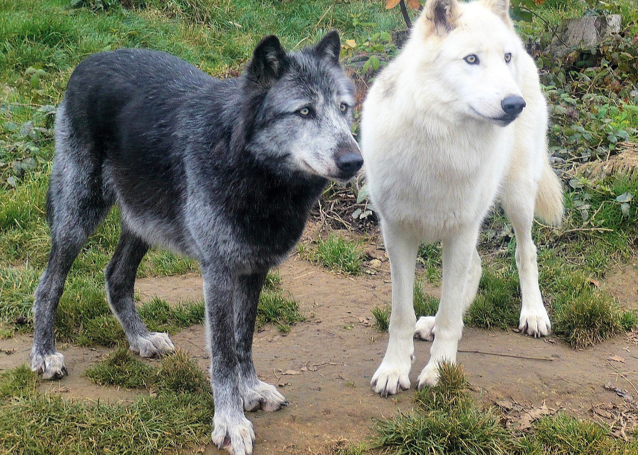 A common ancestor of wolves and dogs