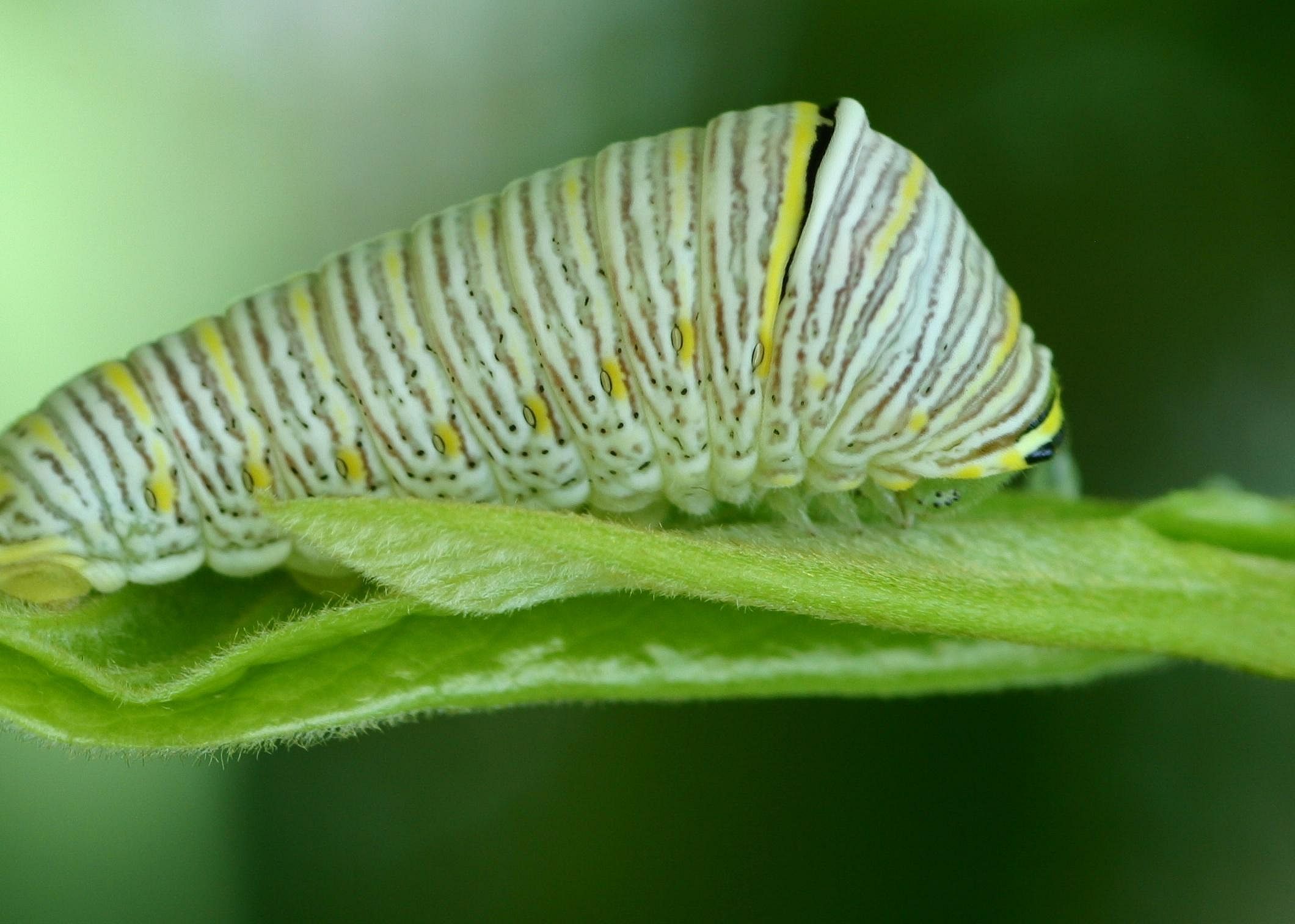 Pawpaw trees and zebra swallowtail butterflies