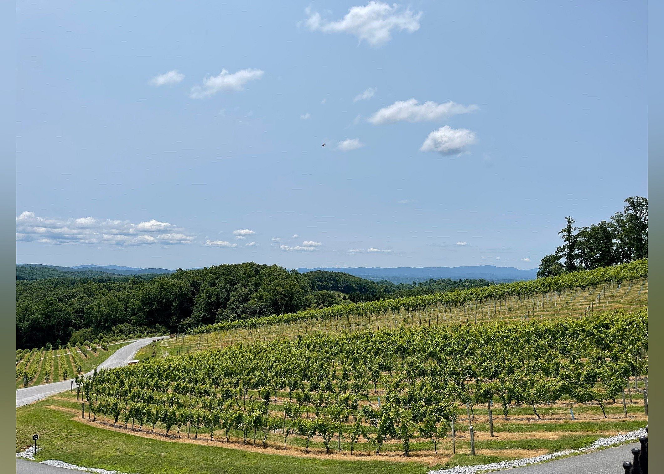 #17. Point Lookout Vineyards