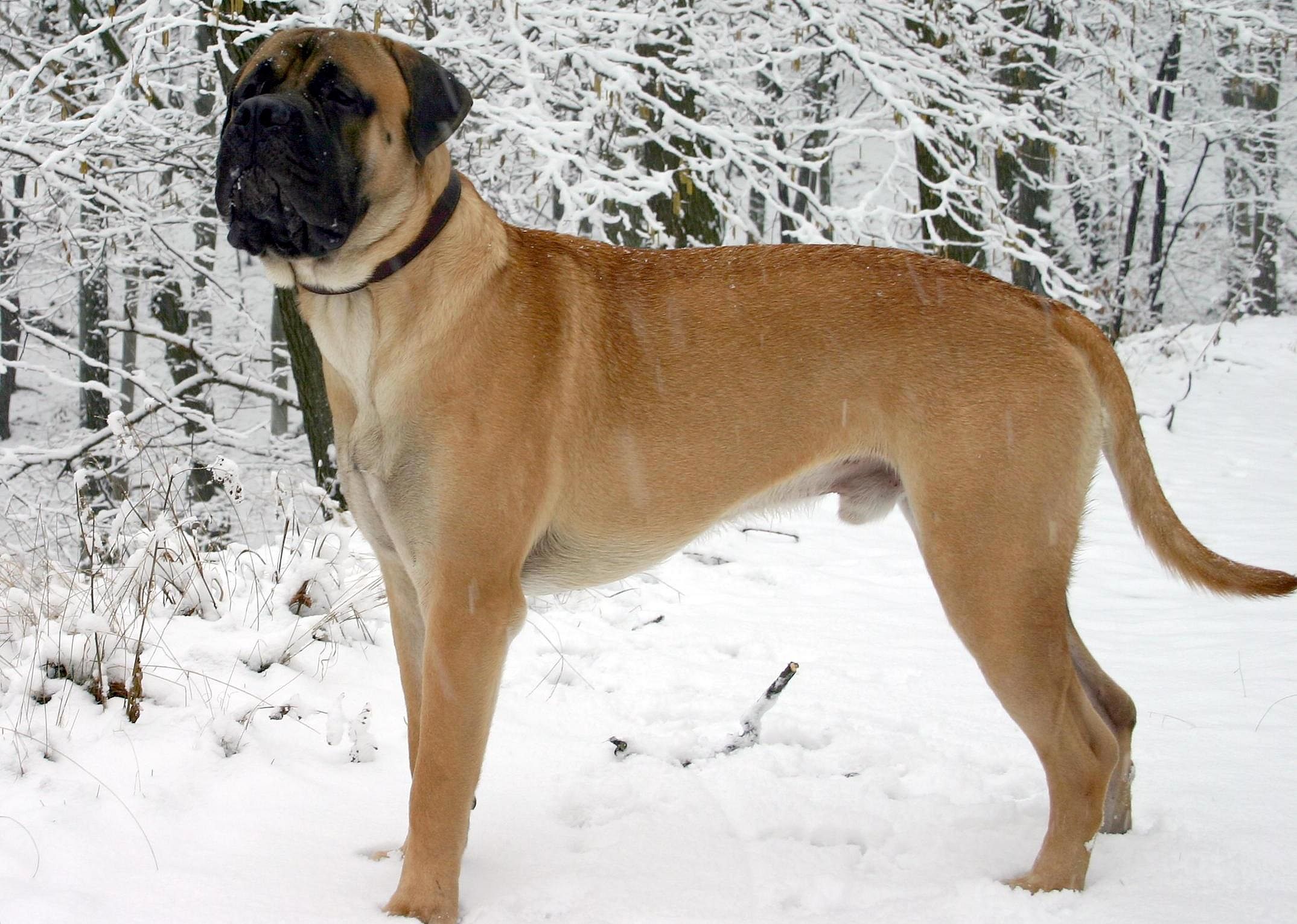 #52. Bullmastiff