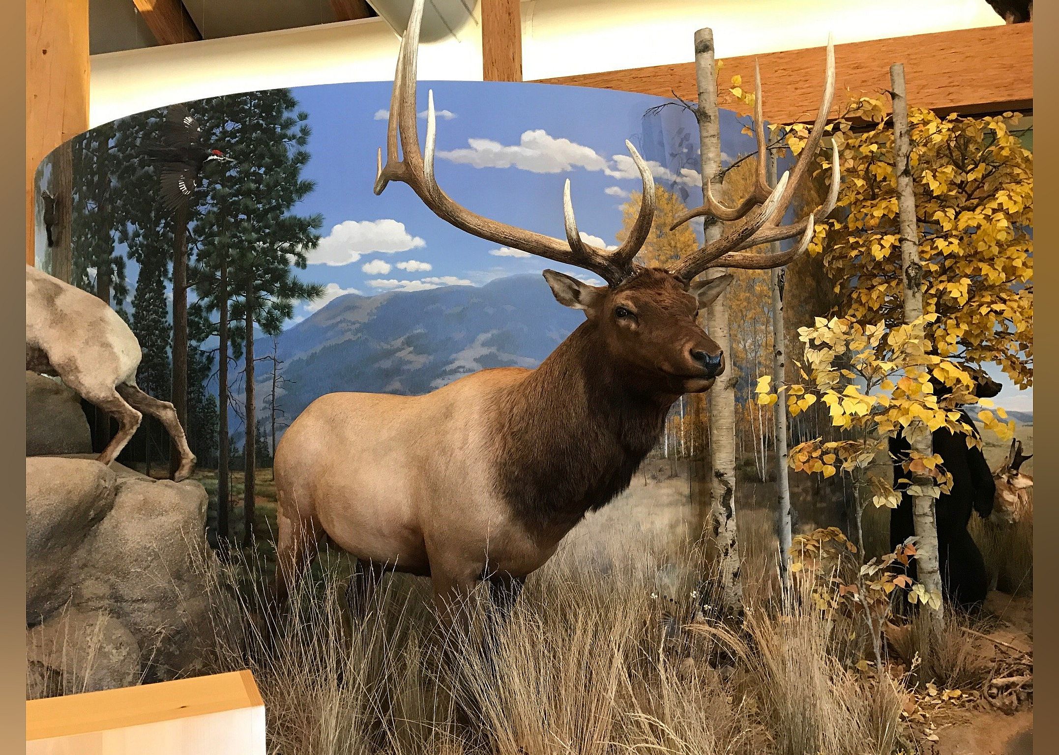 #20. Rocky Mountain Elk Foundation