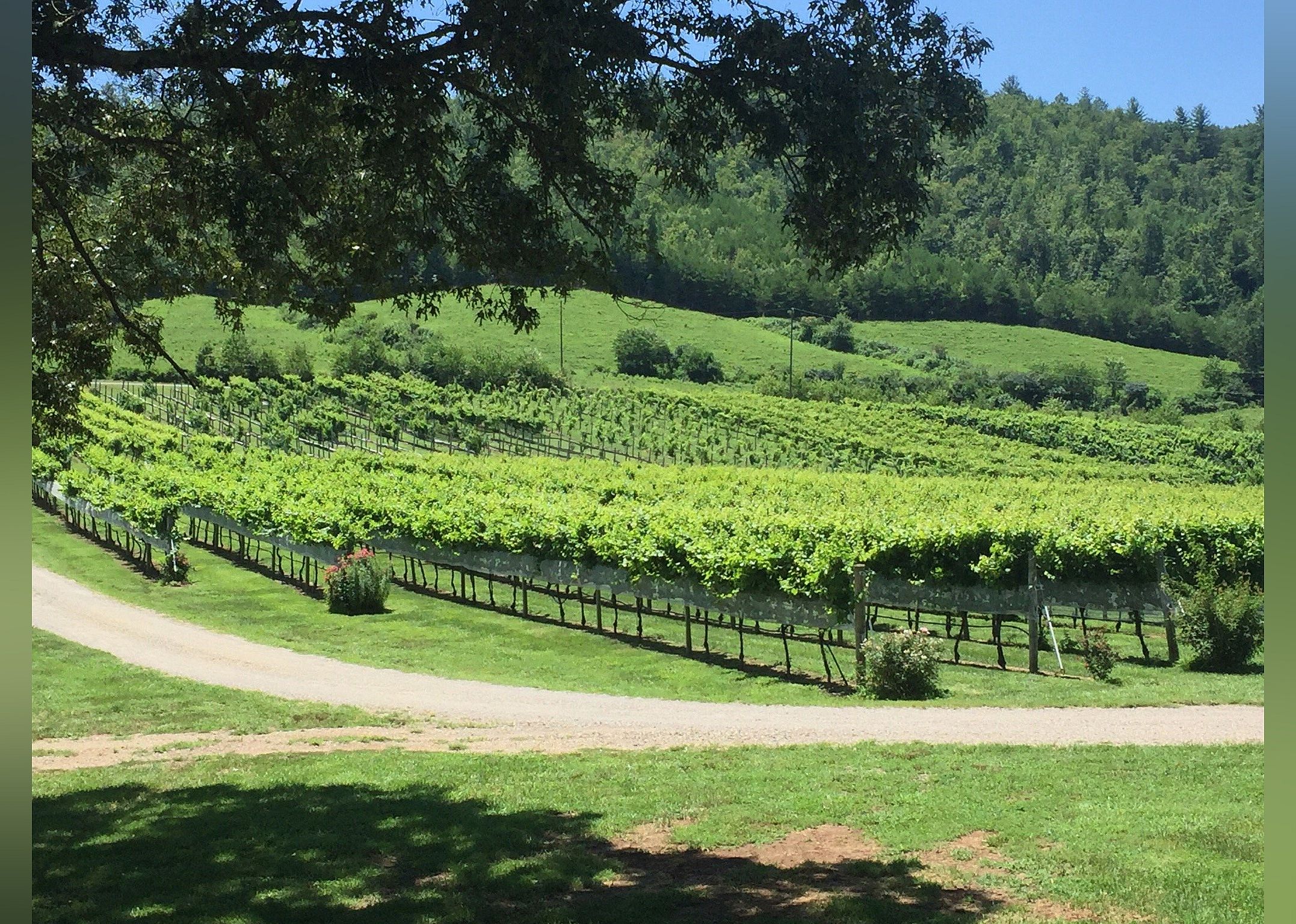 #26. Nottely River Valley Vineyards