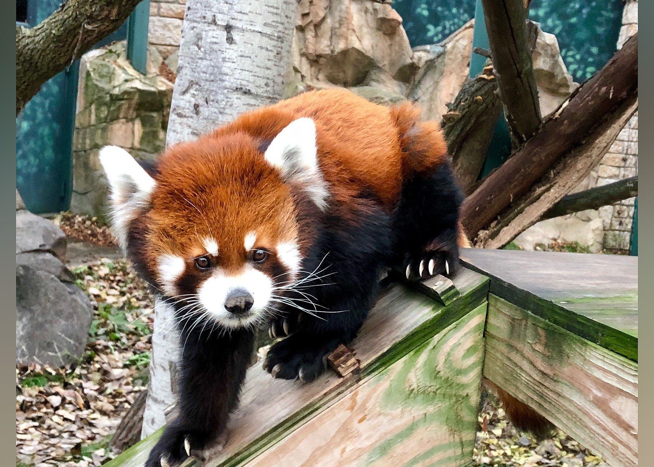 #7. Henry Vilas Zoo