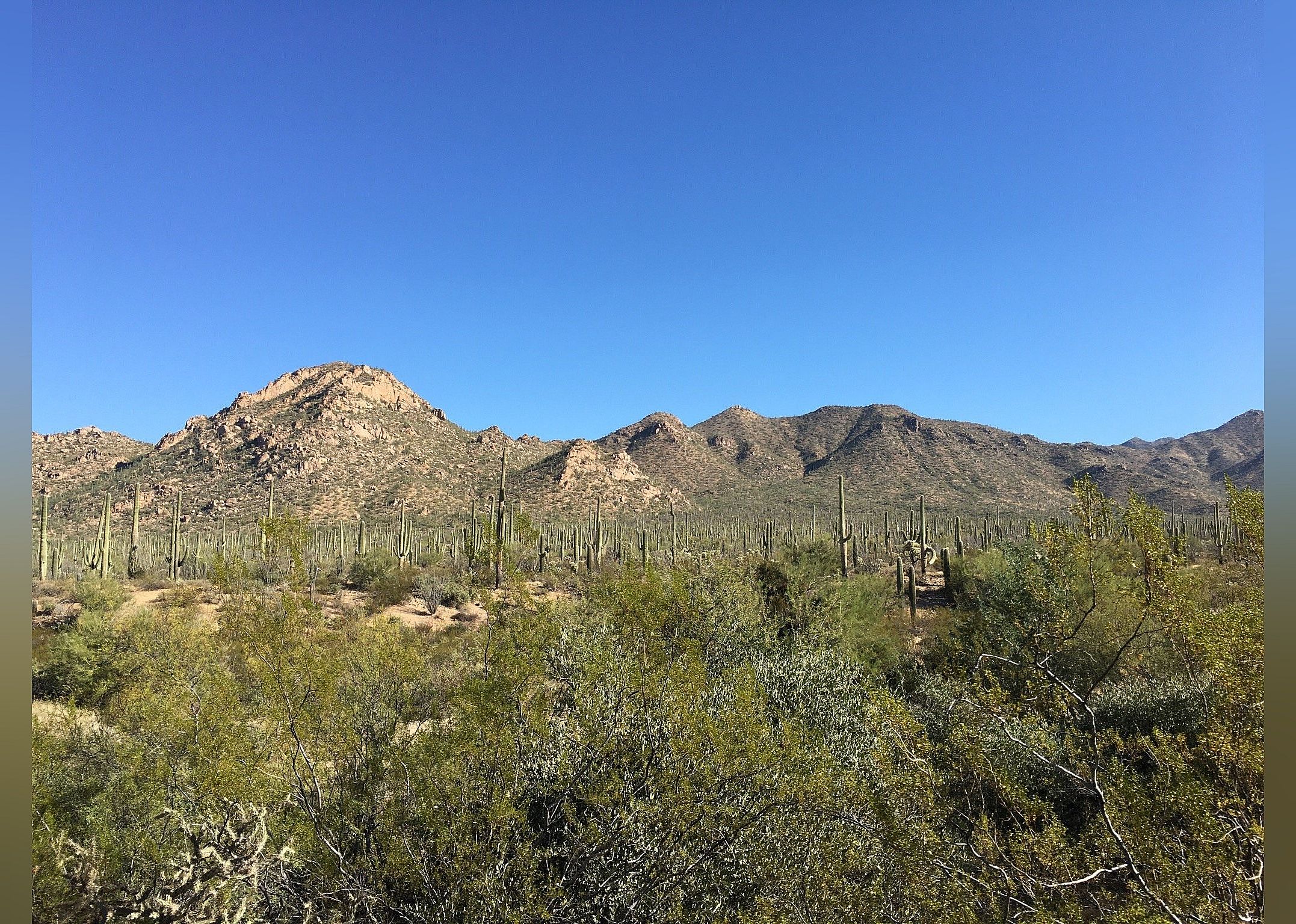 #8. Cactus Forest Drive