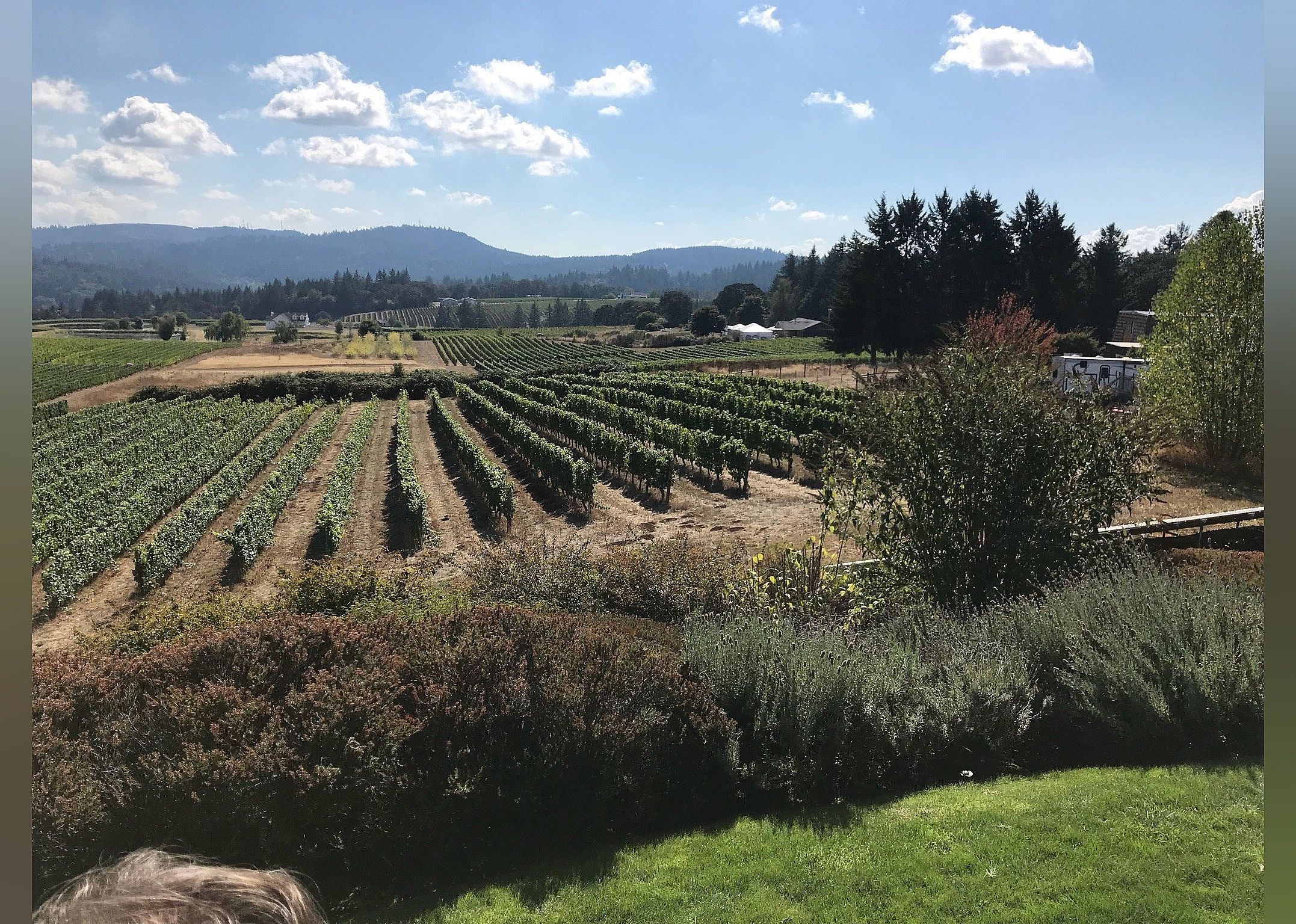 #25. Bethel Heights Vineyard