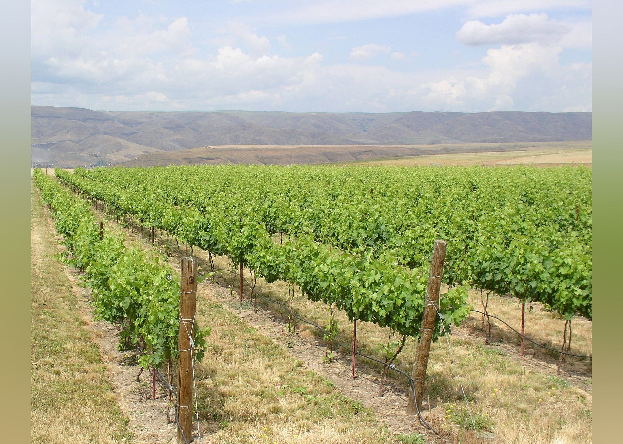 #6. Clearwater Canyon Cellars