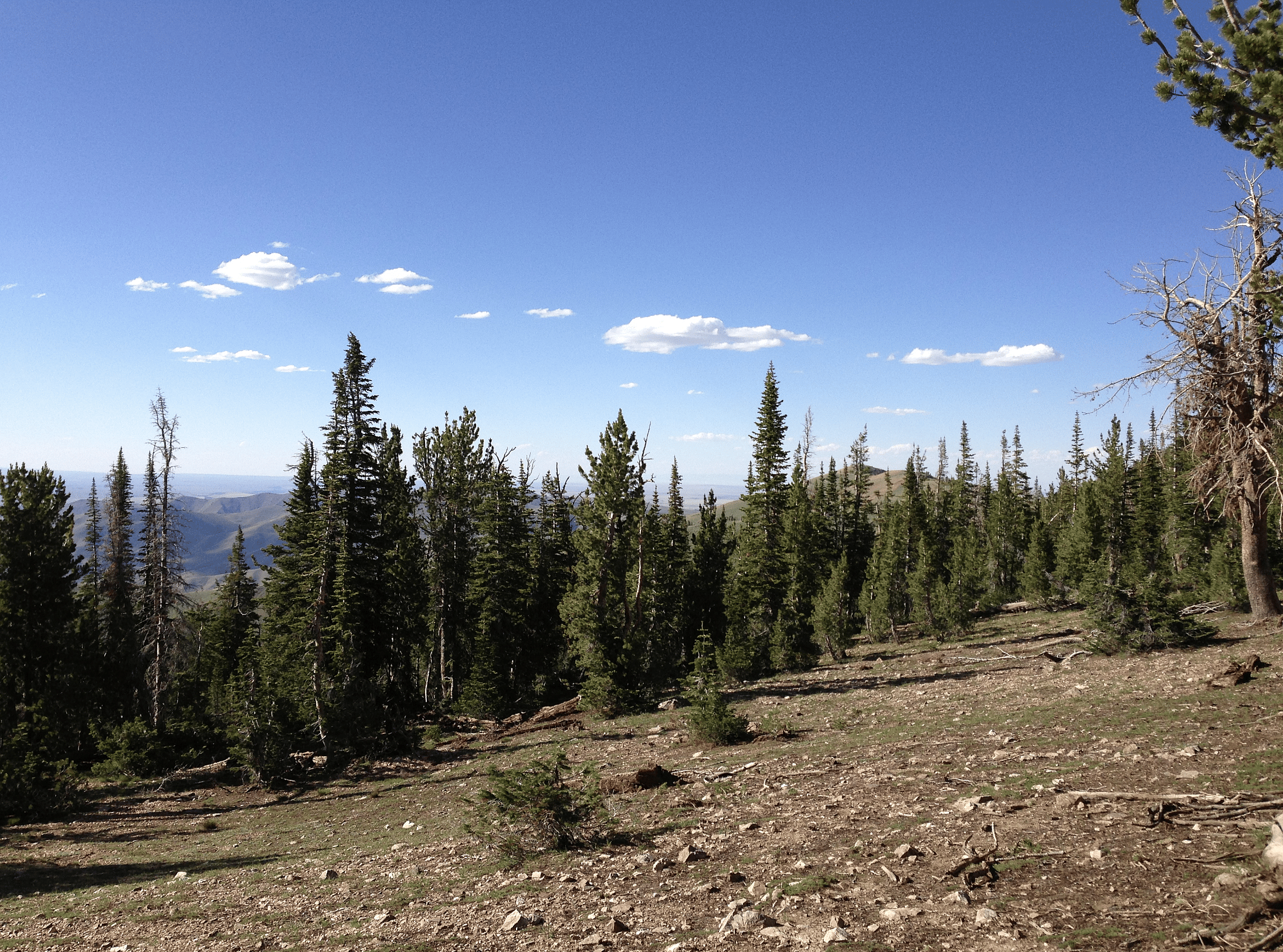 Nevada: How many trees are there?