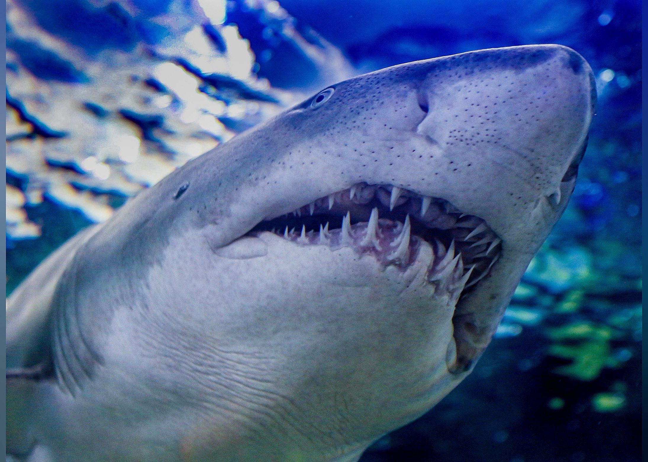 #13. Ripley's Aquarium of the Smokies