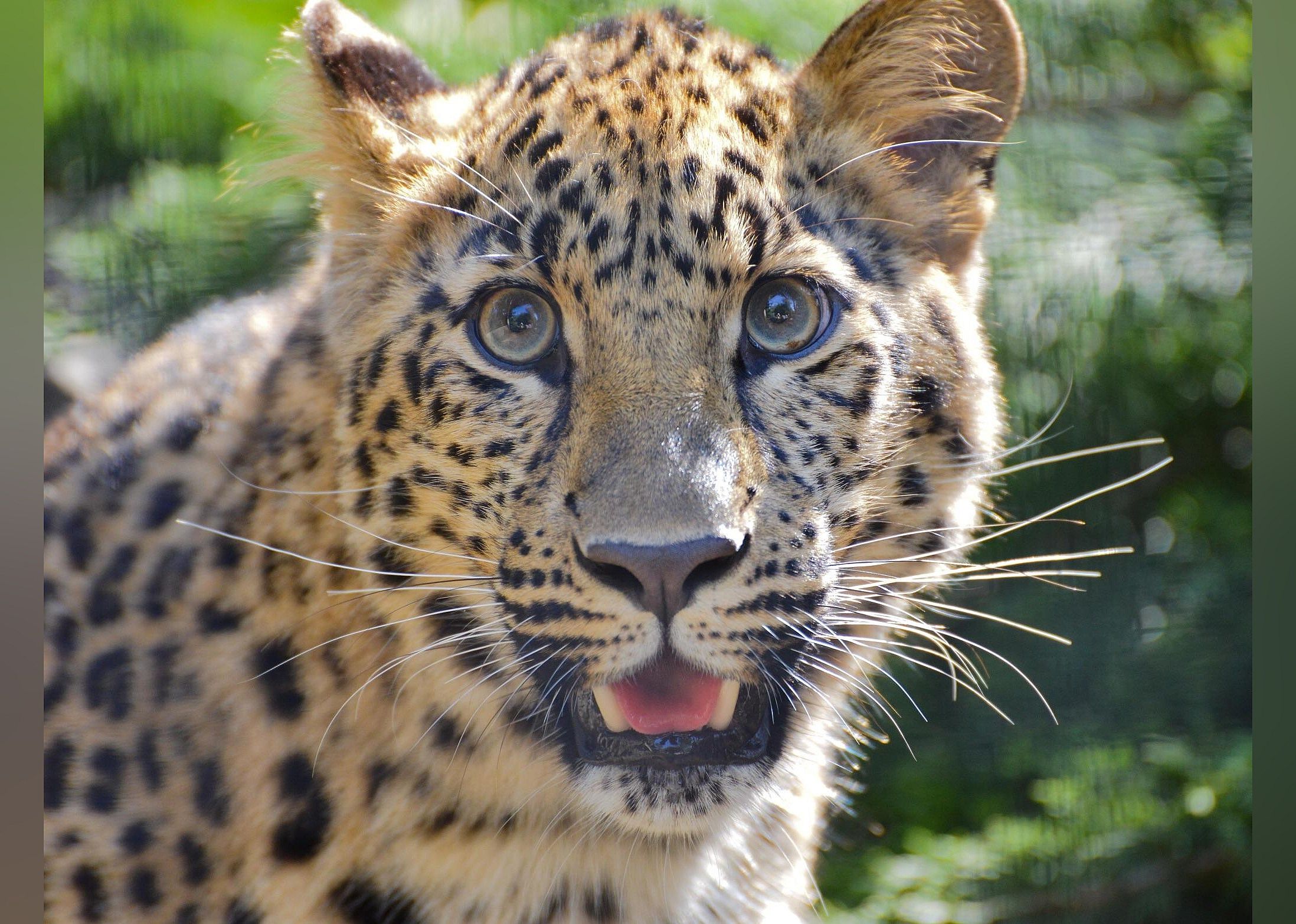 #3. San Diego Zoo