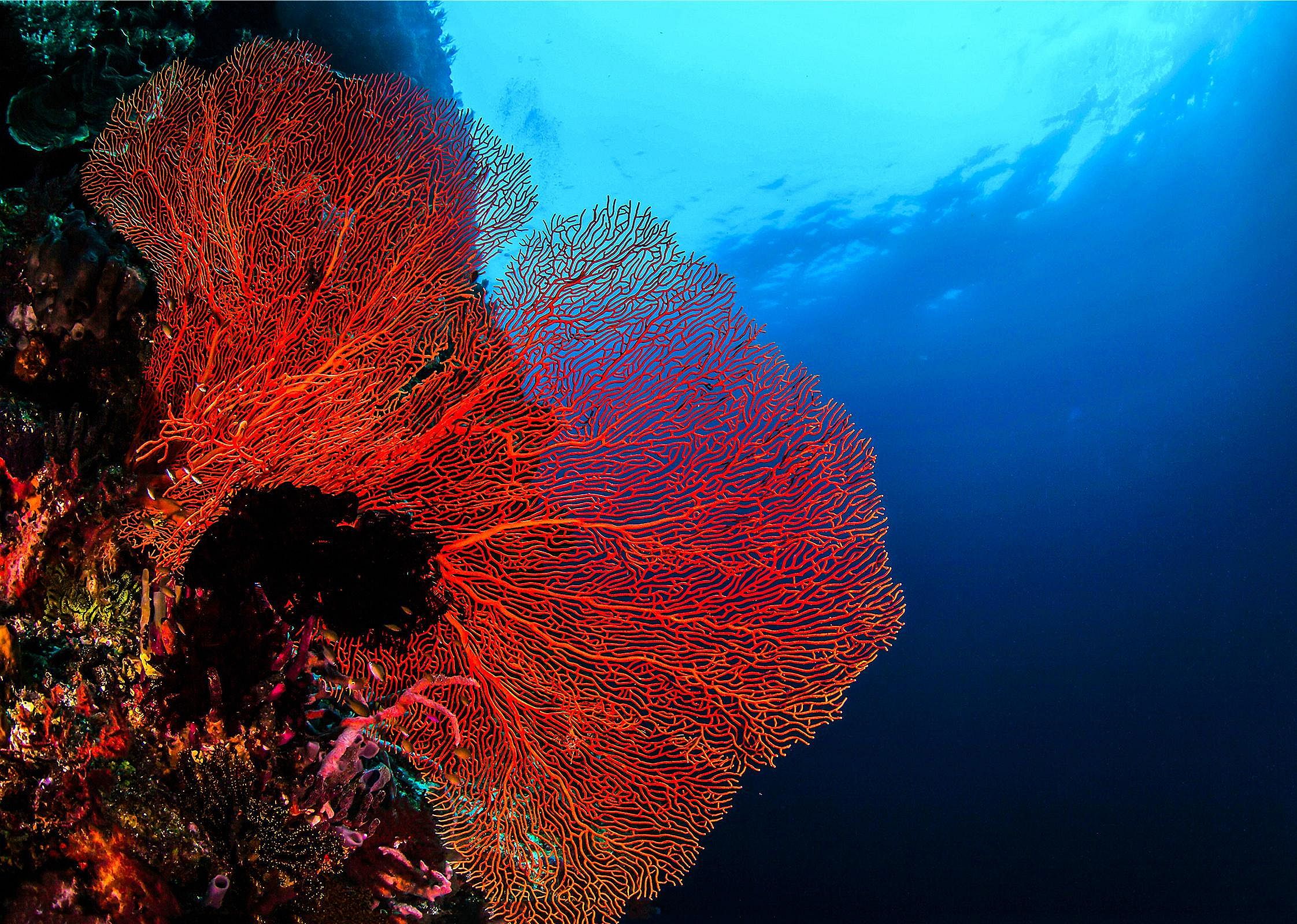 Corals and algae