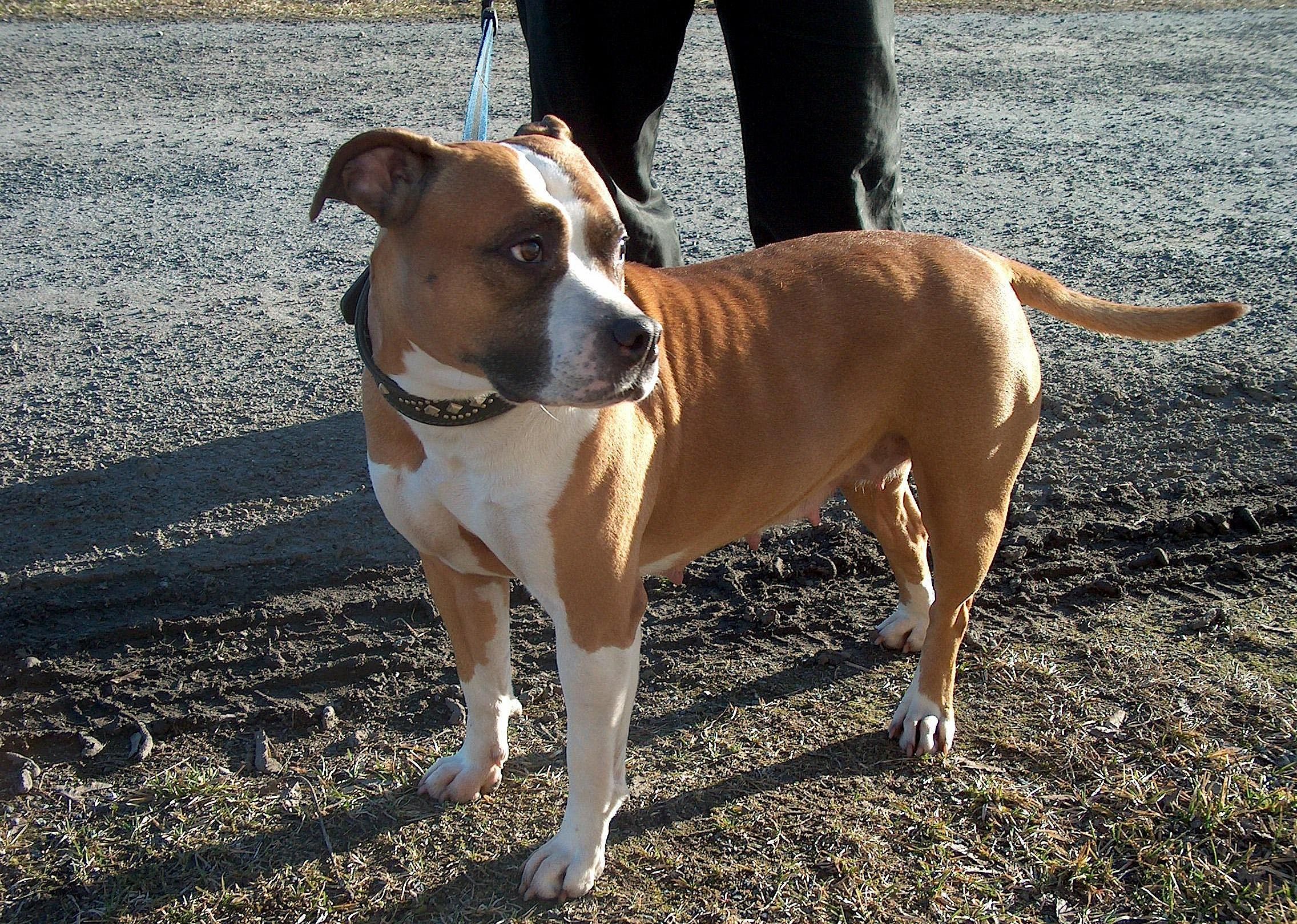 #85. American staffordshire terrier