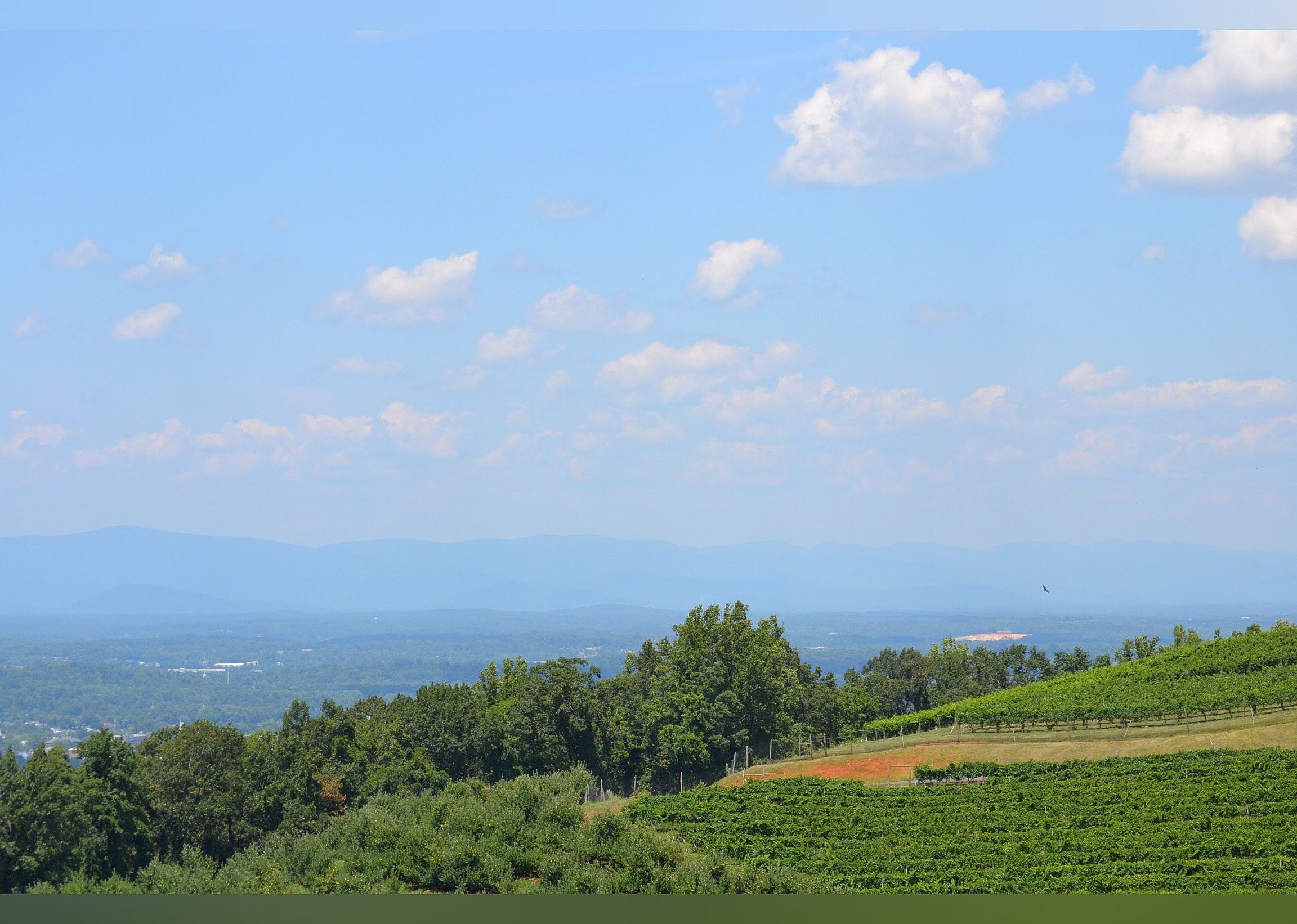#20. Carter Mountain Orchard