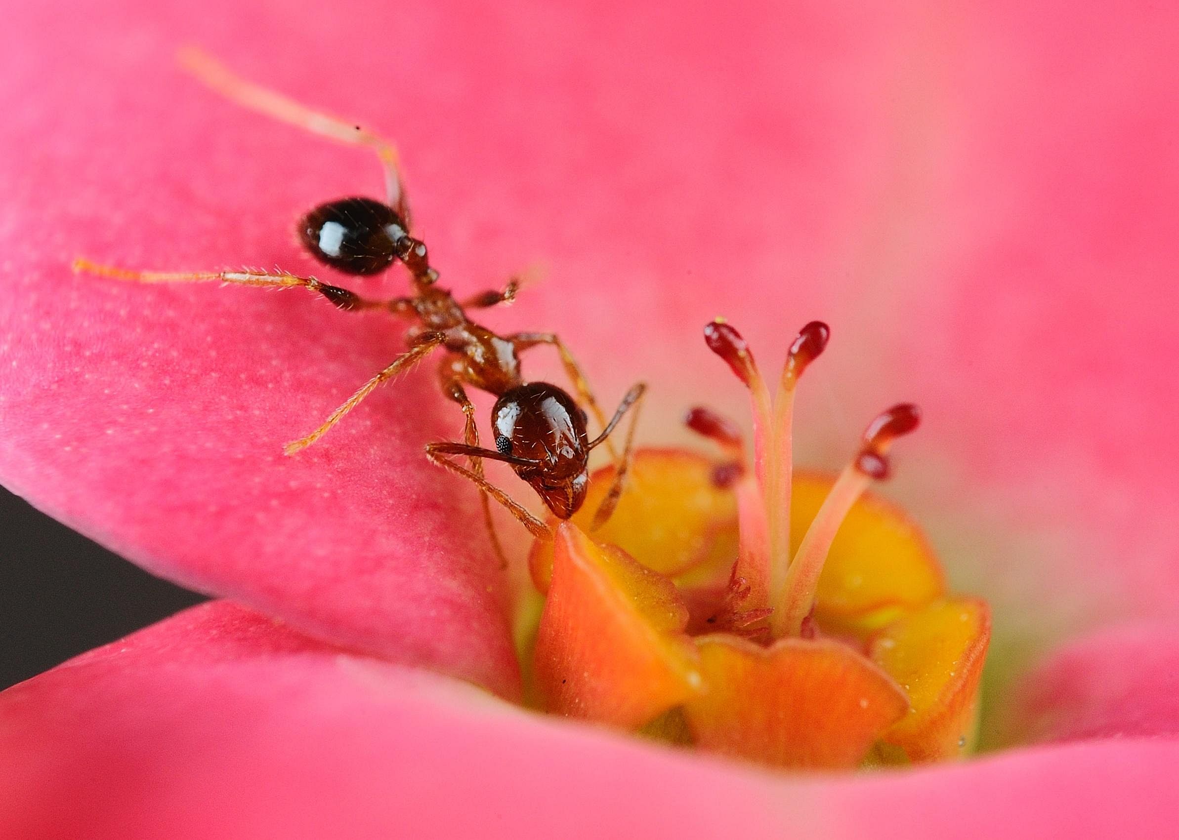 Only some ants are pollinators