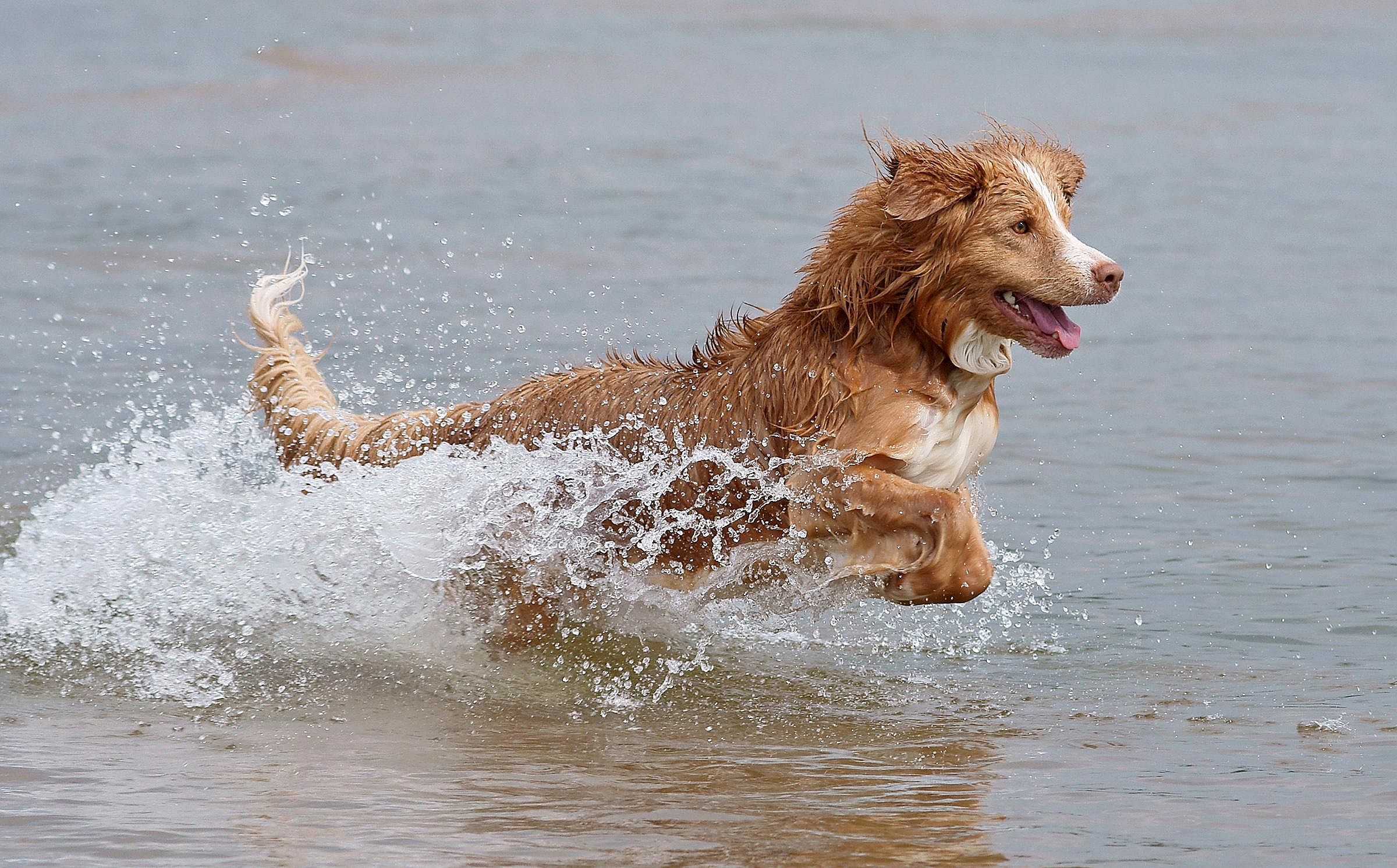 Run with the big dogs