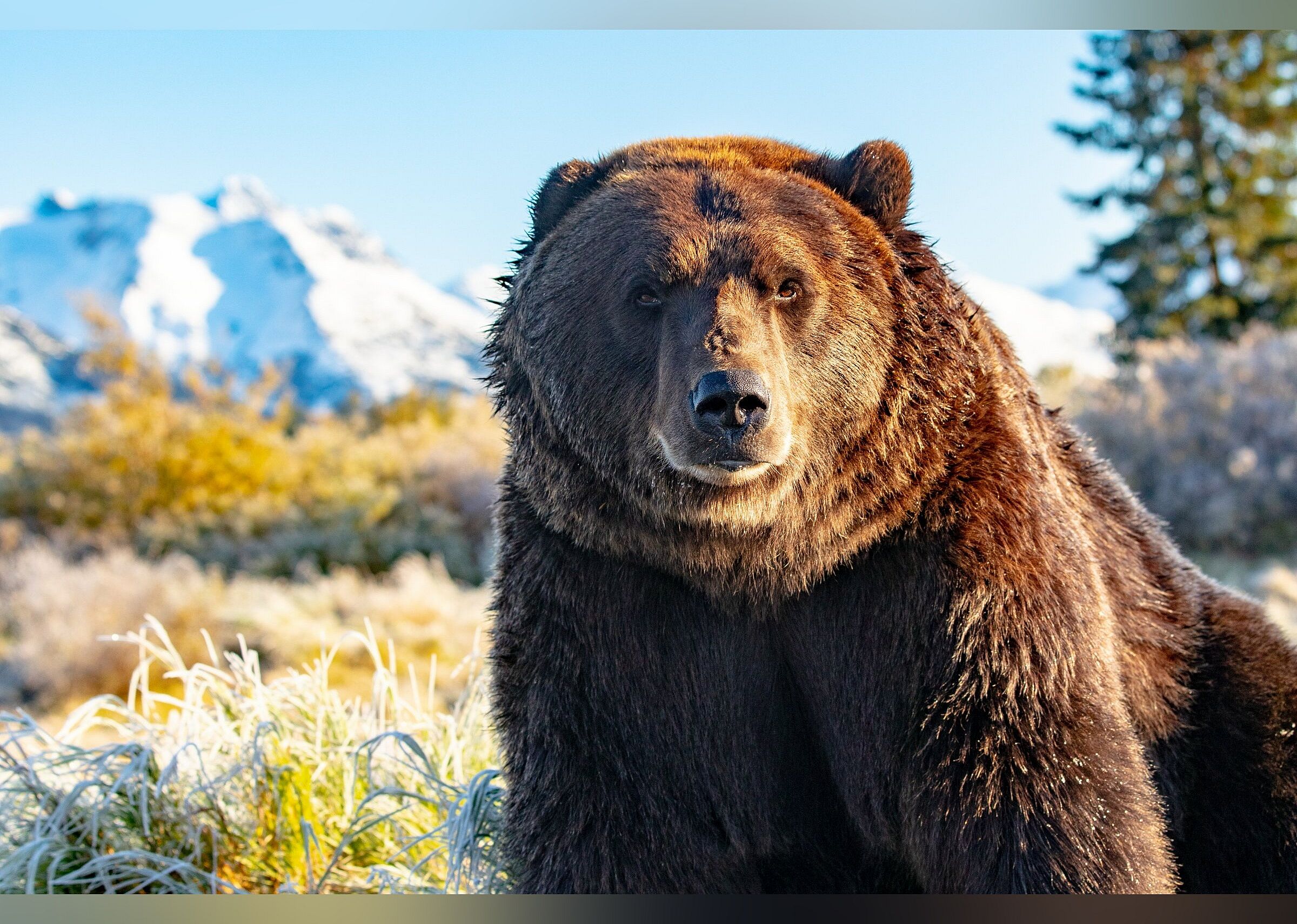 #5. Alaska Wildlife Conservation Center