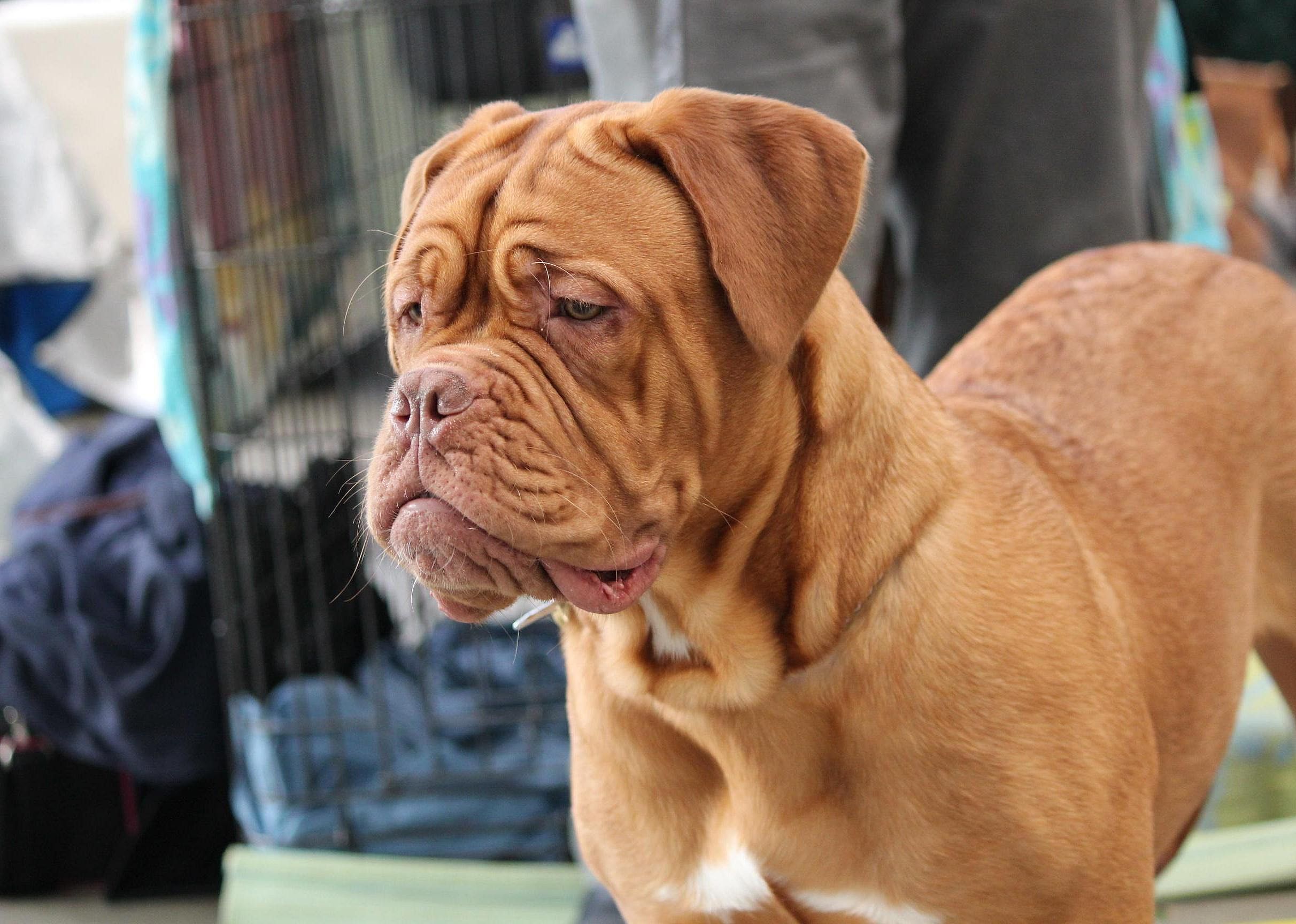 #68. Dogues de Bordeaux
