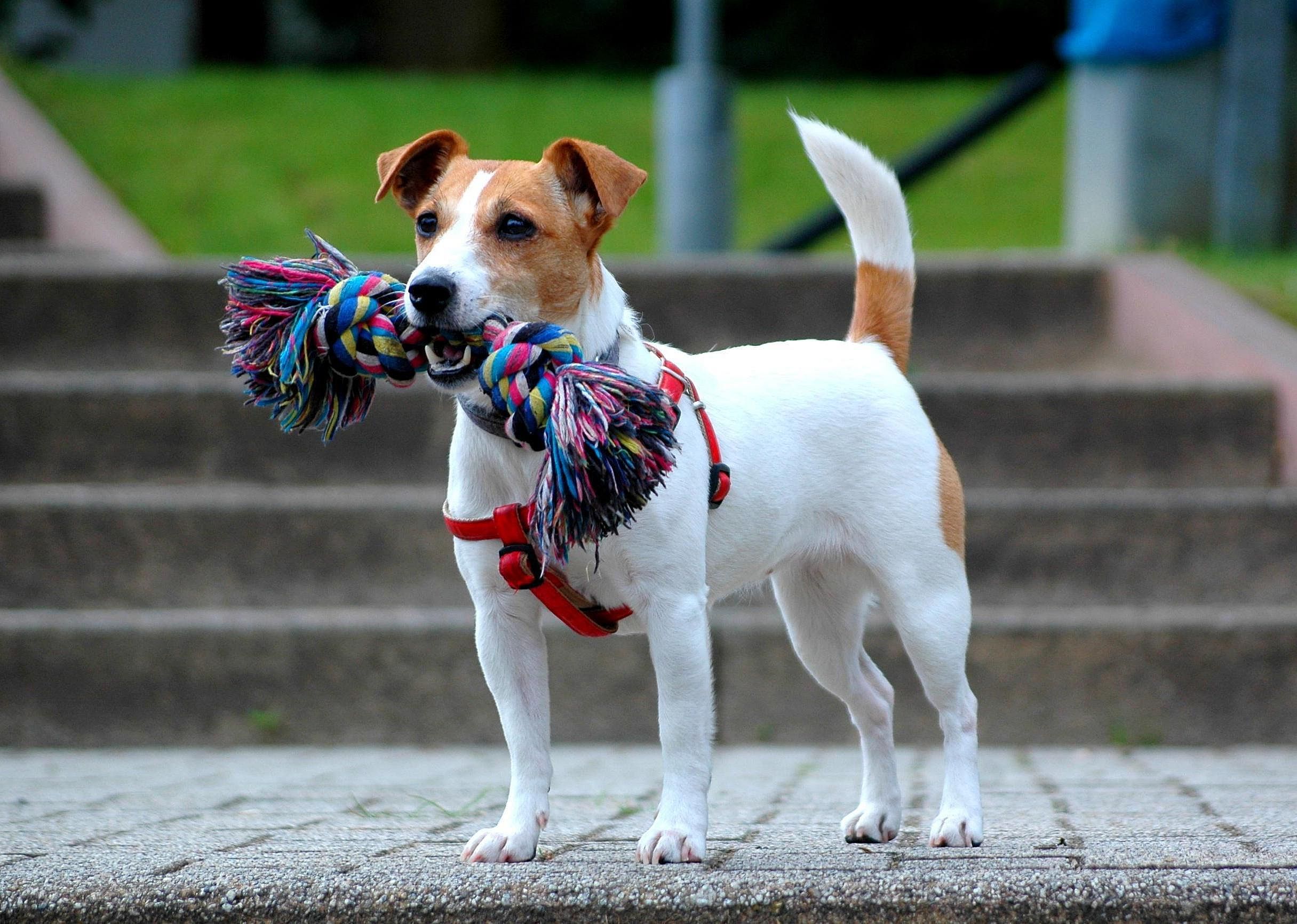 #75. Russell terrier