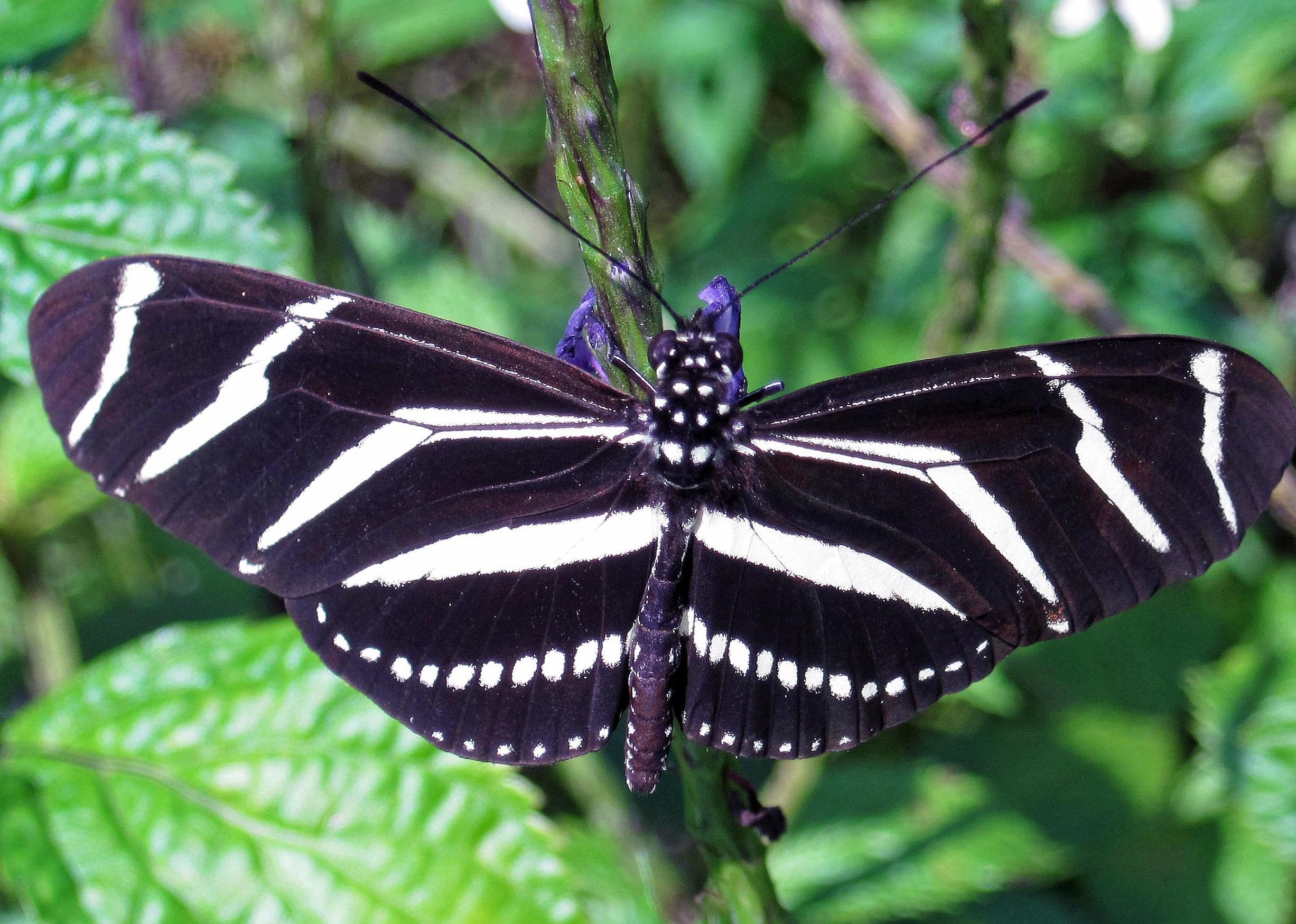 Answer: Florida state insect
